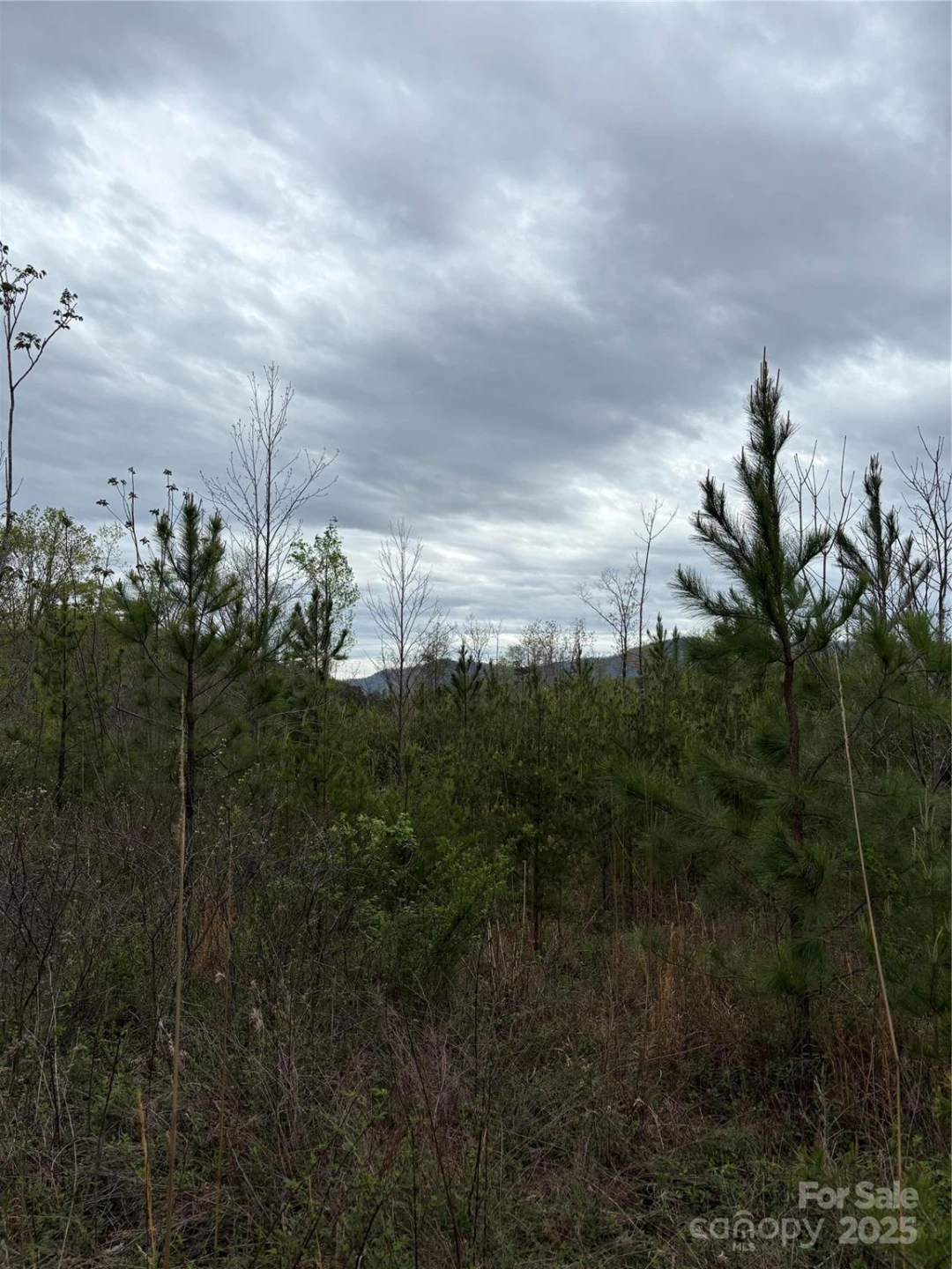 0 Rose Hollow Drive #Tract 1 - Photo 3