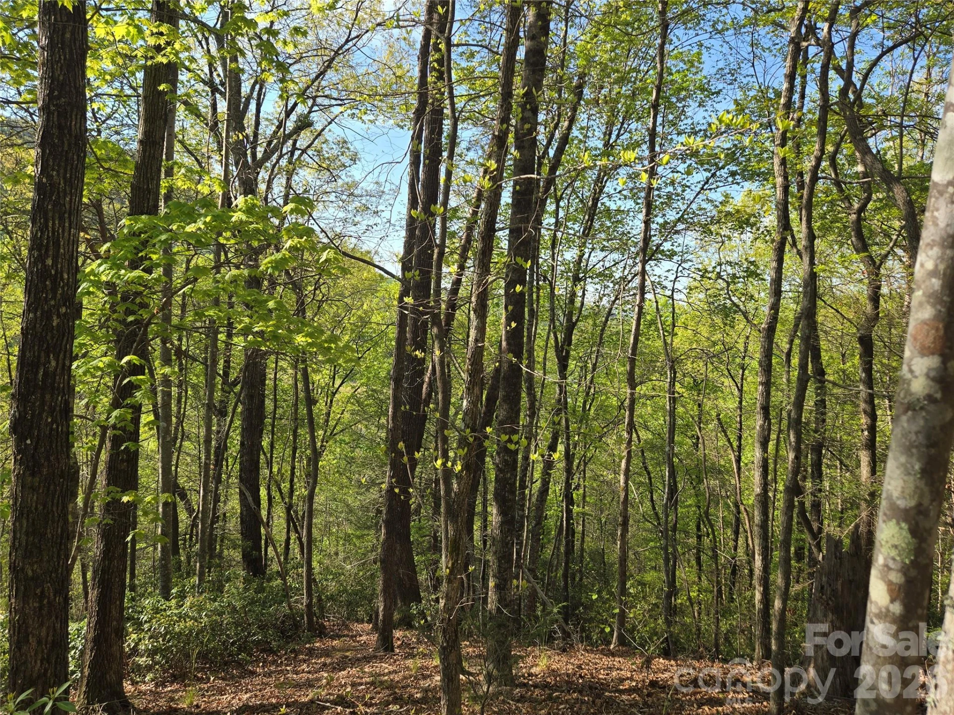 Lot 164 Spanarkel Lane - Photo 6