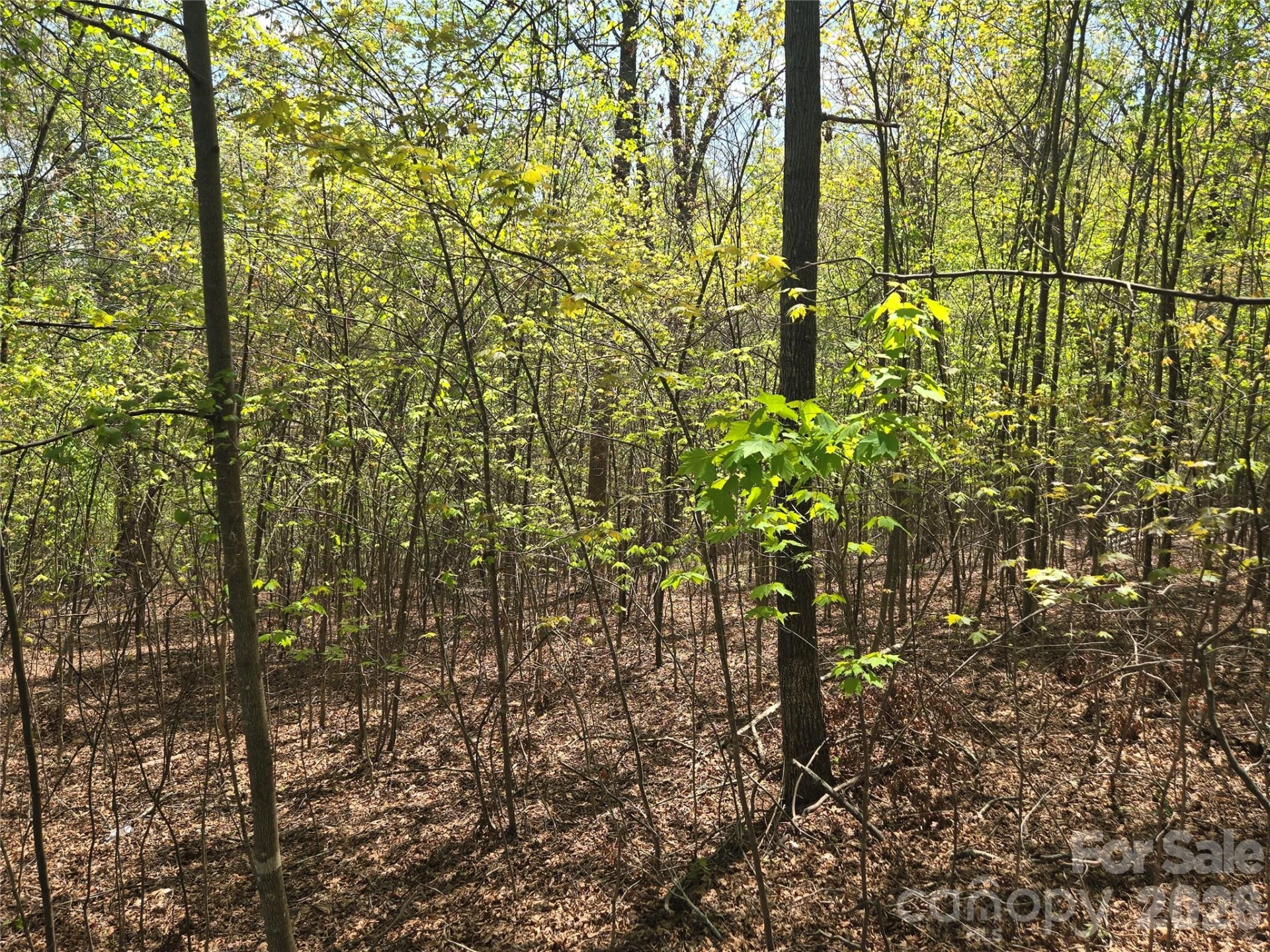 Lot 14 Back Hollow Drive - Photo 5