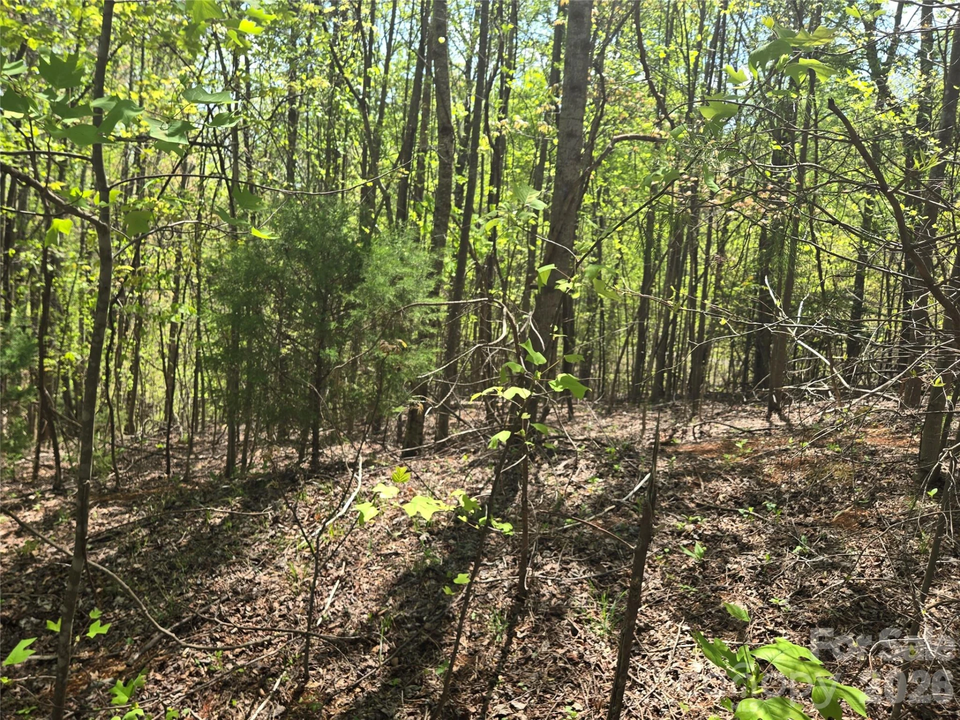 Lot 15 Touch Me Not Trail - Photo 4