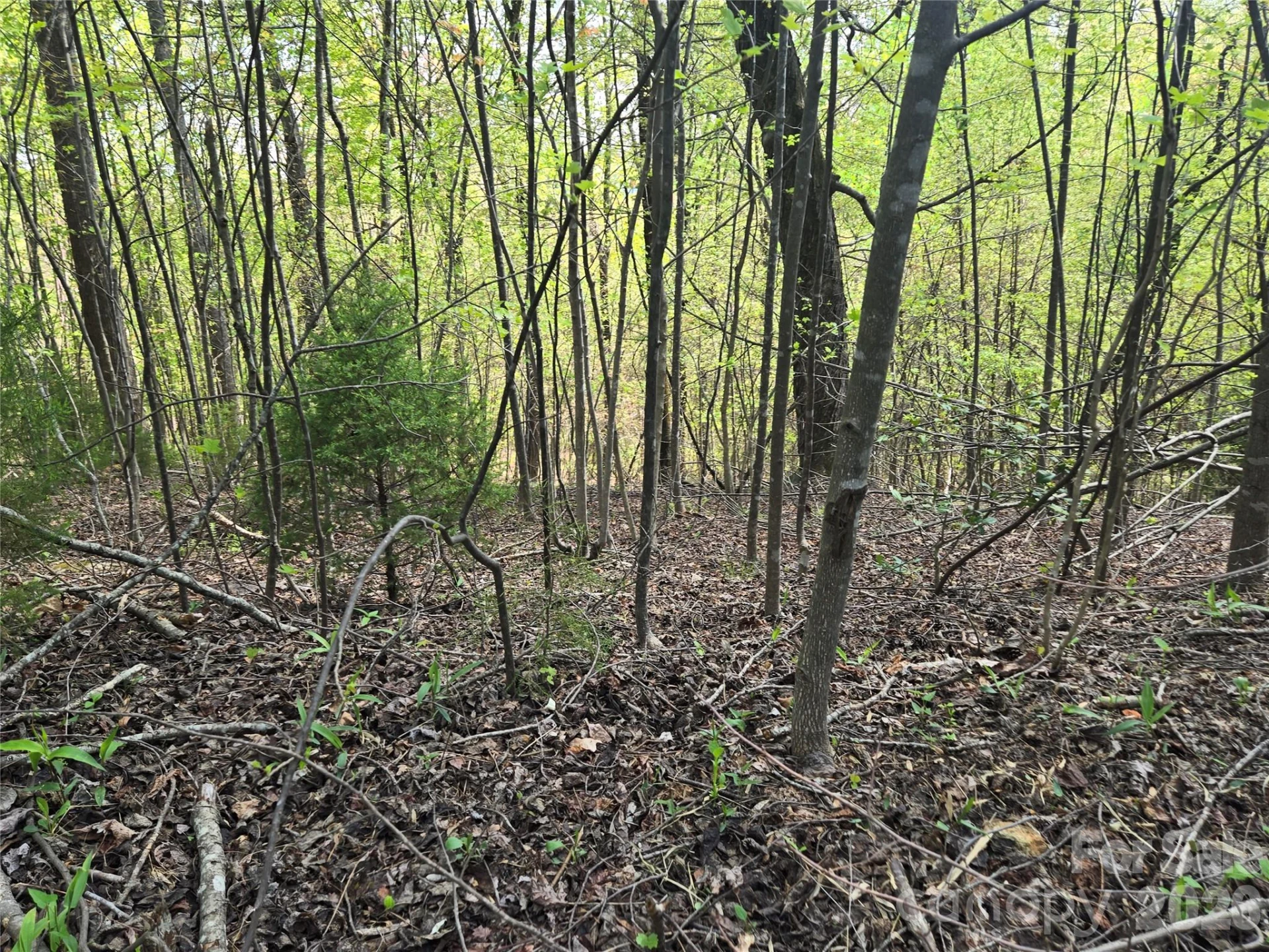 Lot 15 Touch Me Not Trail - Photo 5