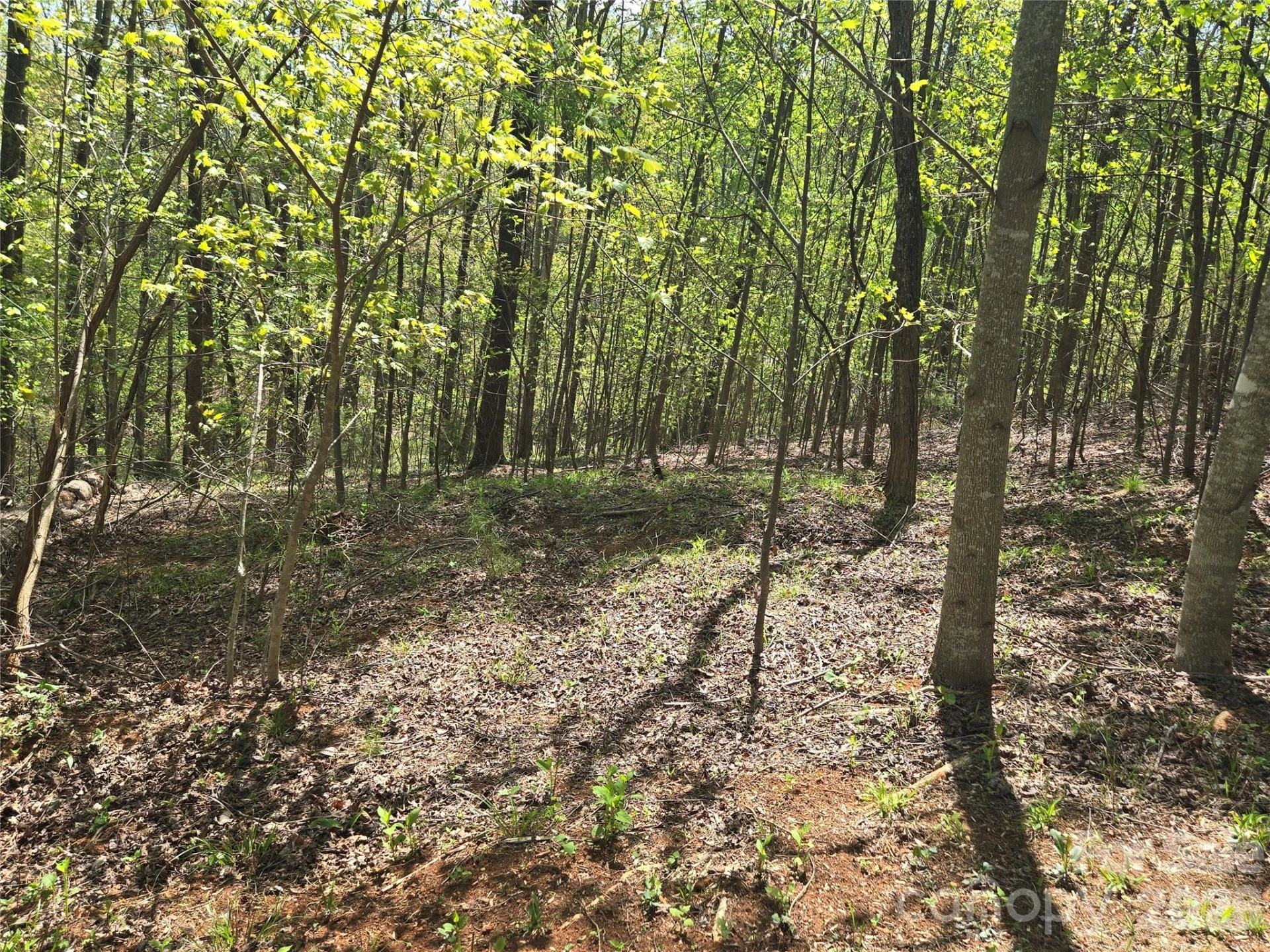 Lot 15 Touch Me Not Trail - Photo 6