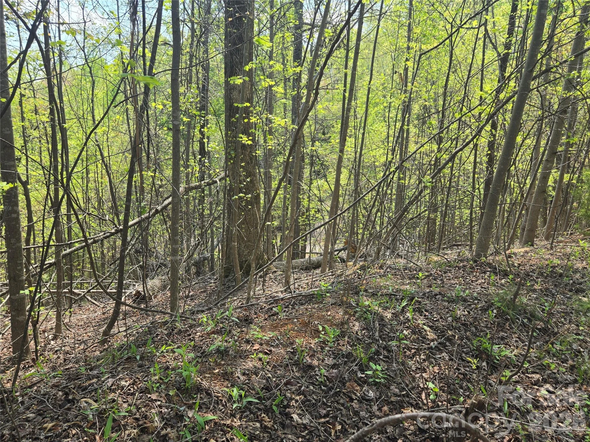 Lot 15 Touch Me Not Trail - Photo 7