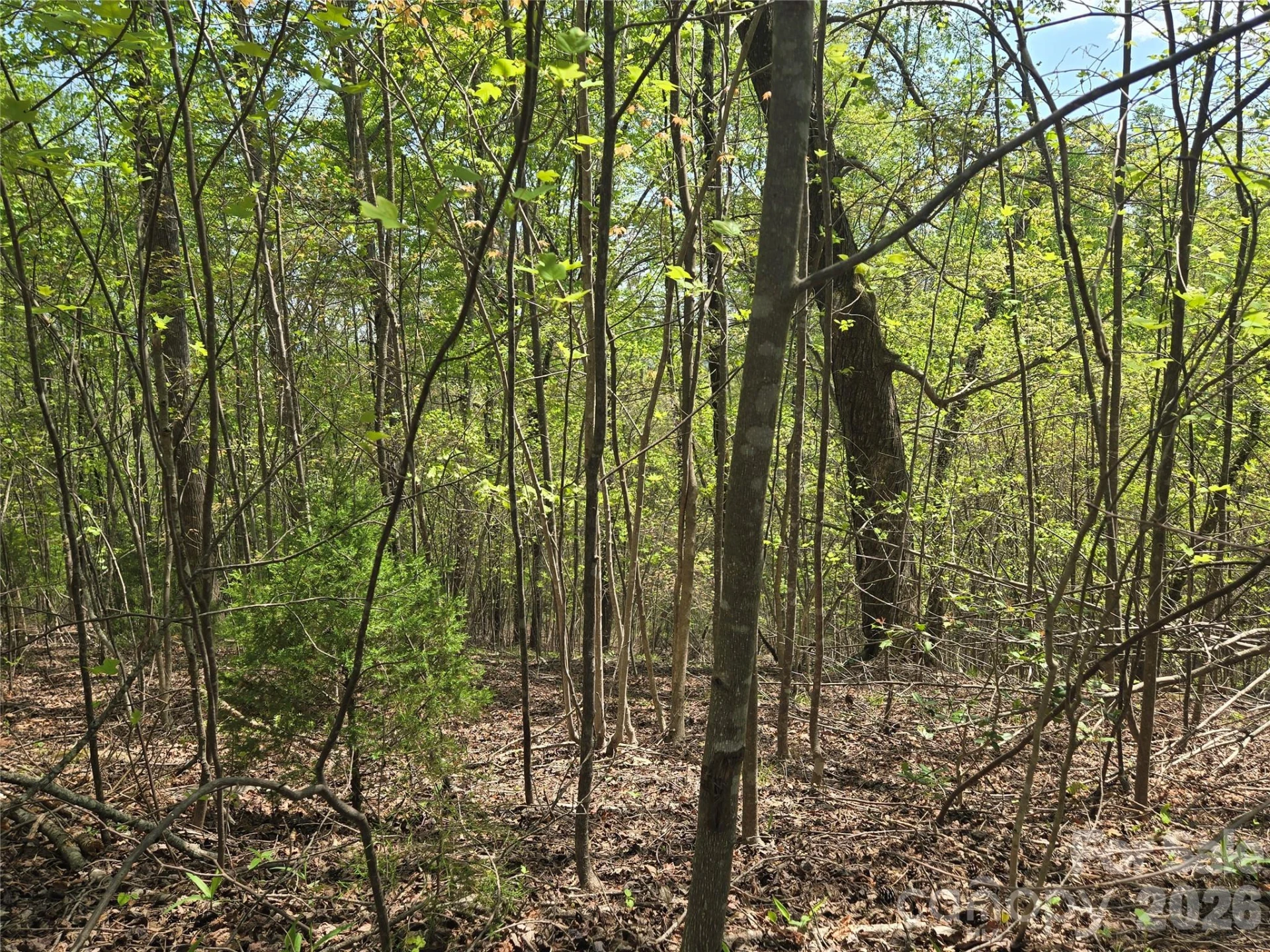Lot 15 Touch Me Not Trail - Photo 8