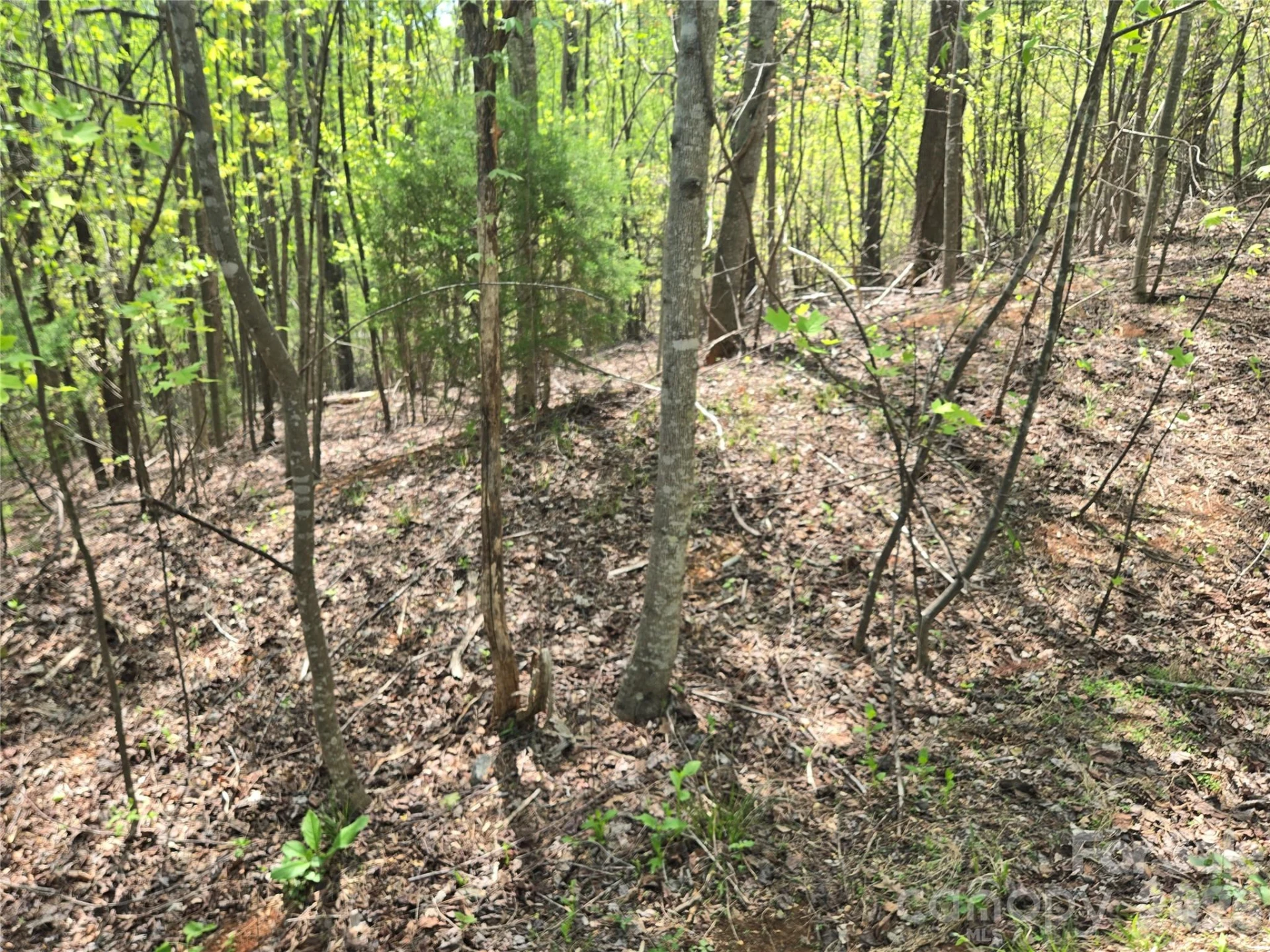 Lot 15 Touch Me Not Trail - Photo 9