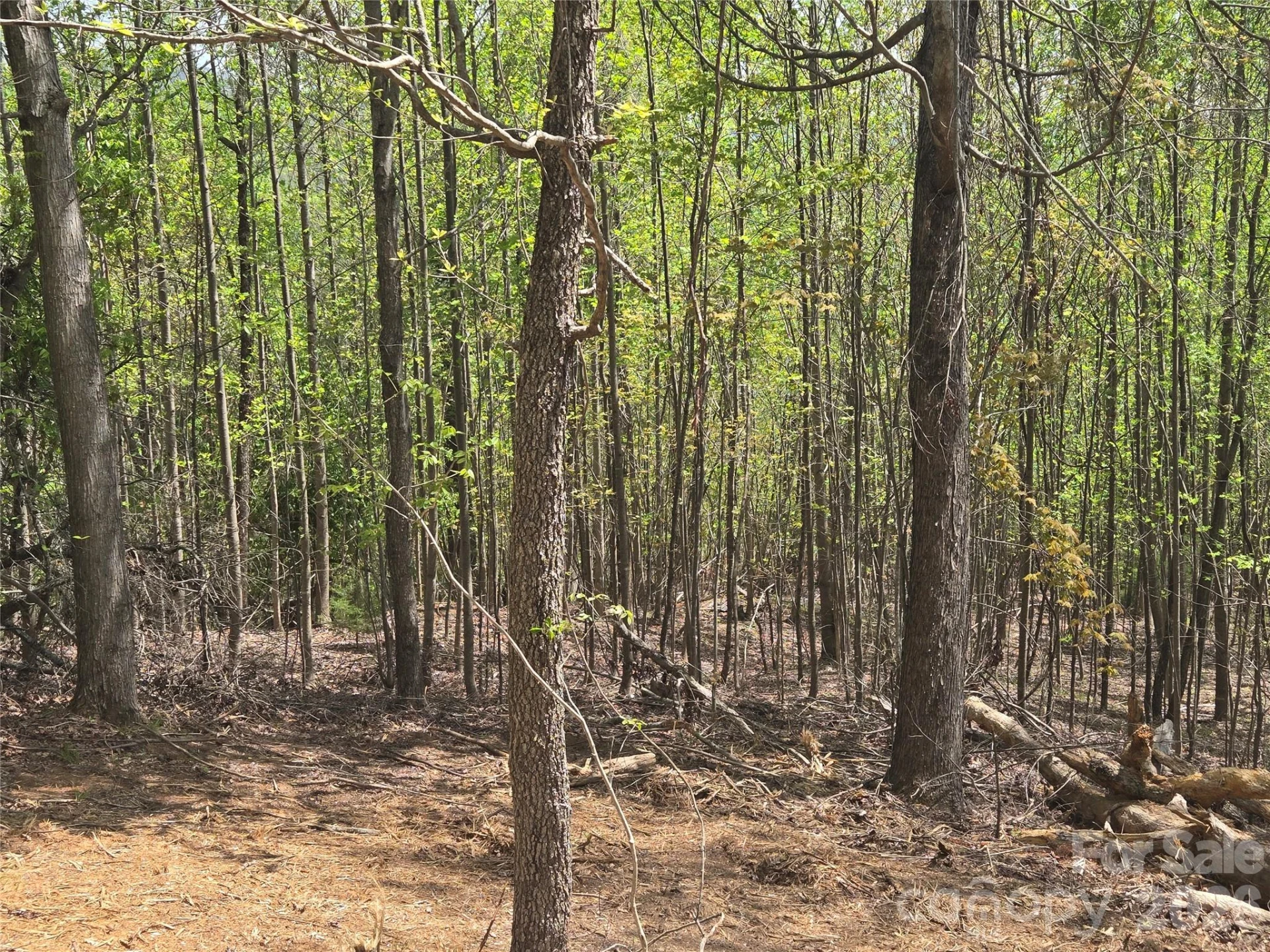 Lot 16 High Rock Ridge - Photo 6