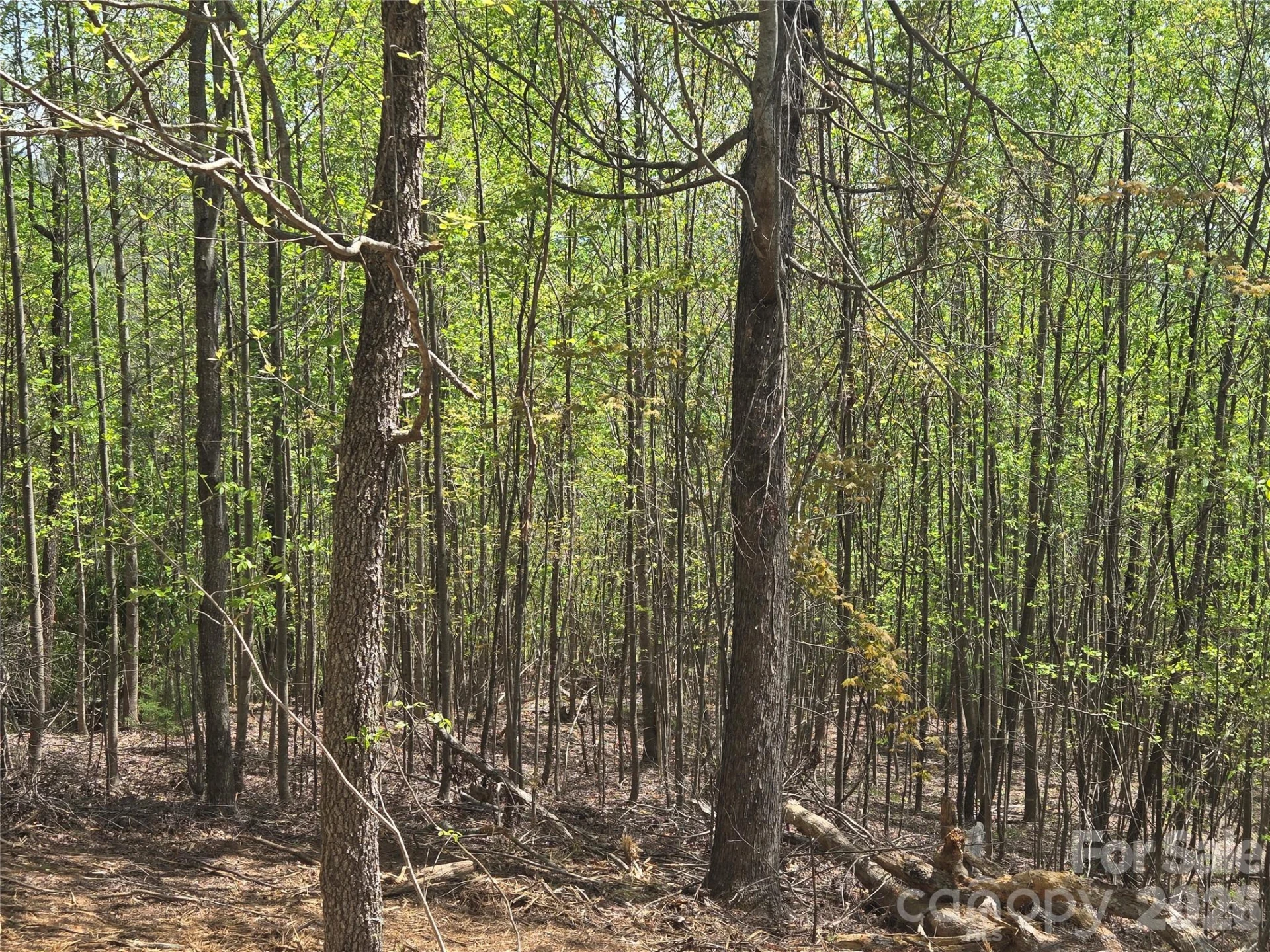 Lot 16 High Rock Ridge - Photo 11