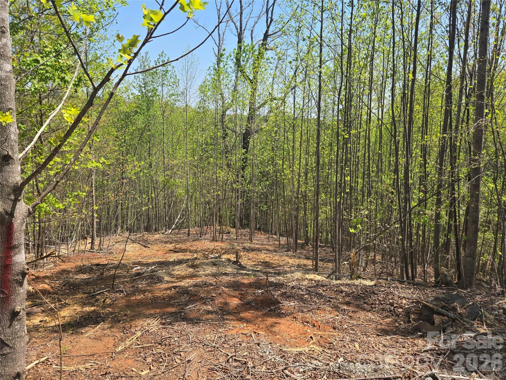 Lot 17 Touch Me Not Trail - Photo 11