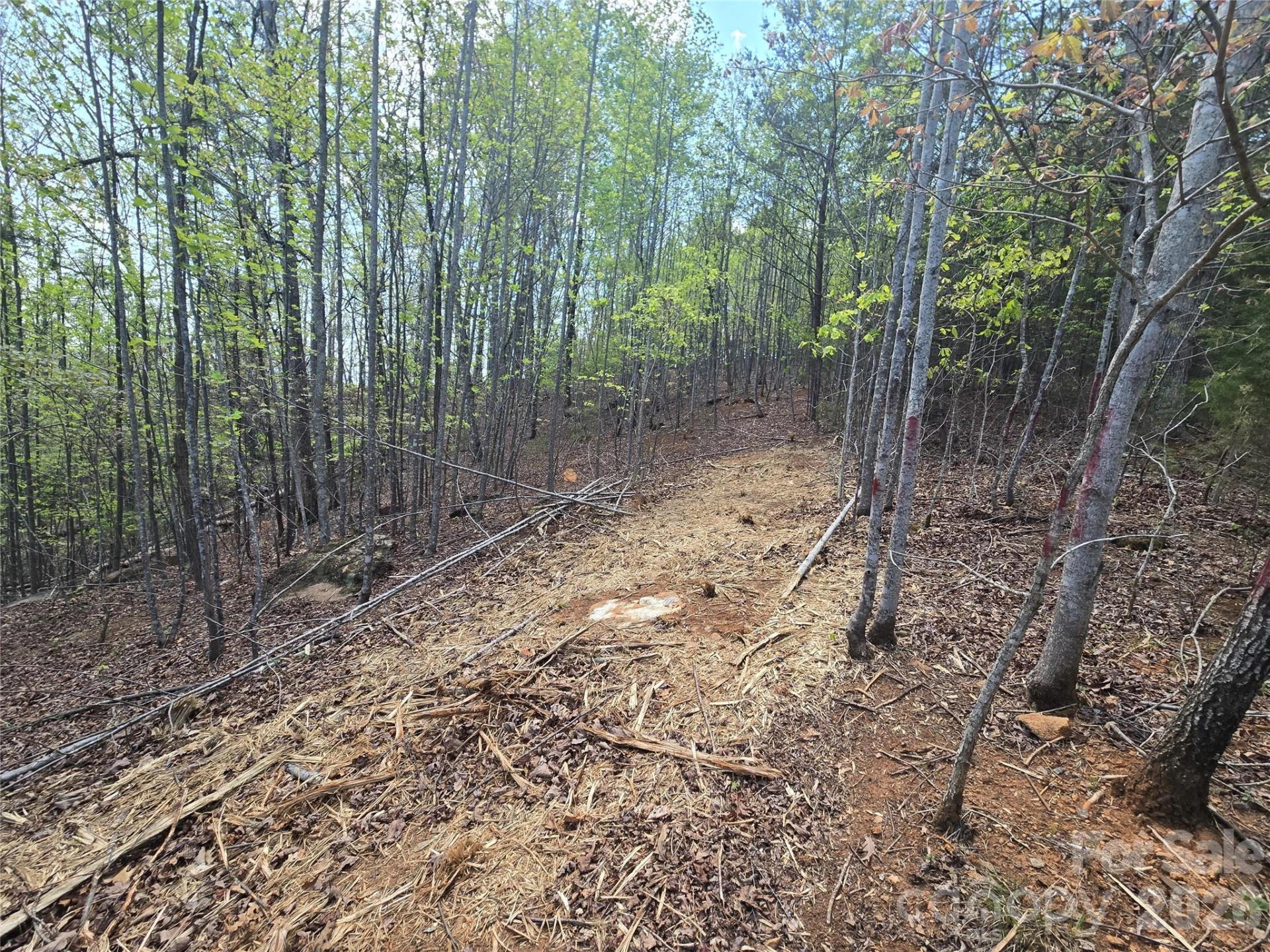 Lot 20 Touch Me Not Trail - Photo 6
