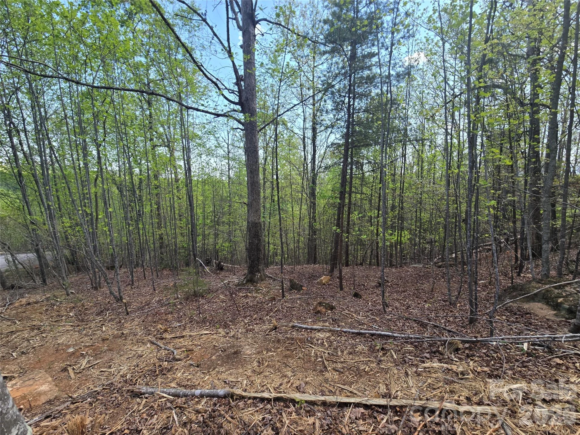 Lot 20 Touch Me Not Trail - Photo 7