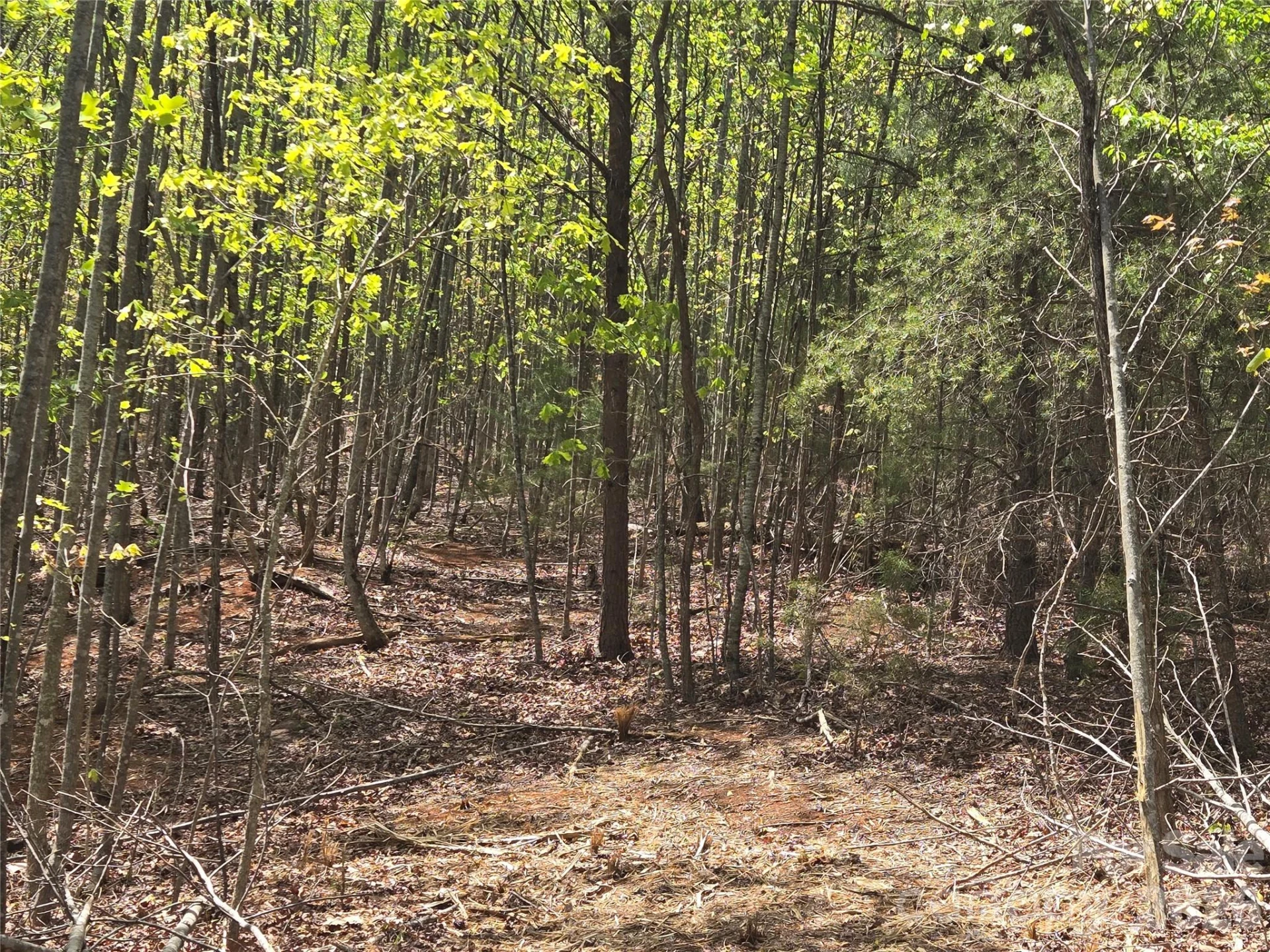 Lot 20 Touch Me Not Trail - Photo 9