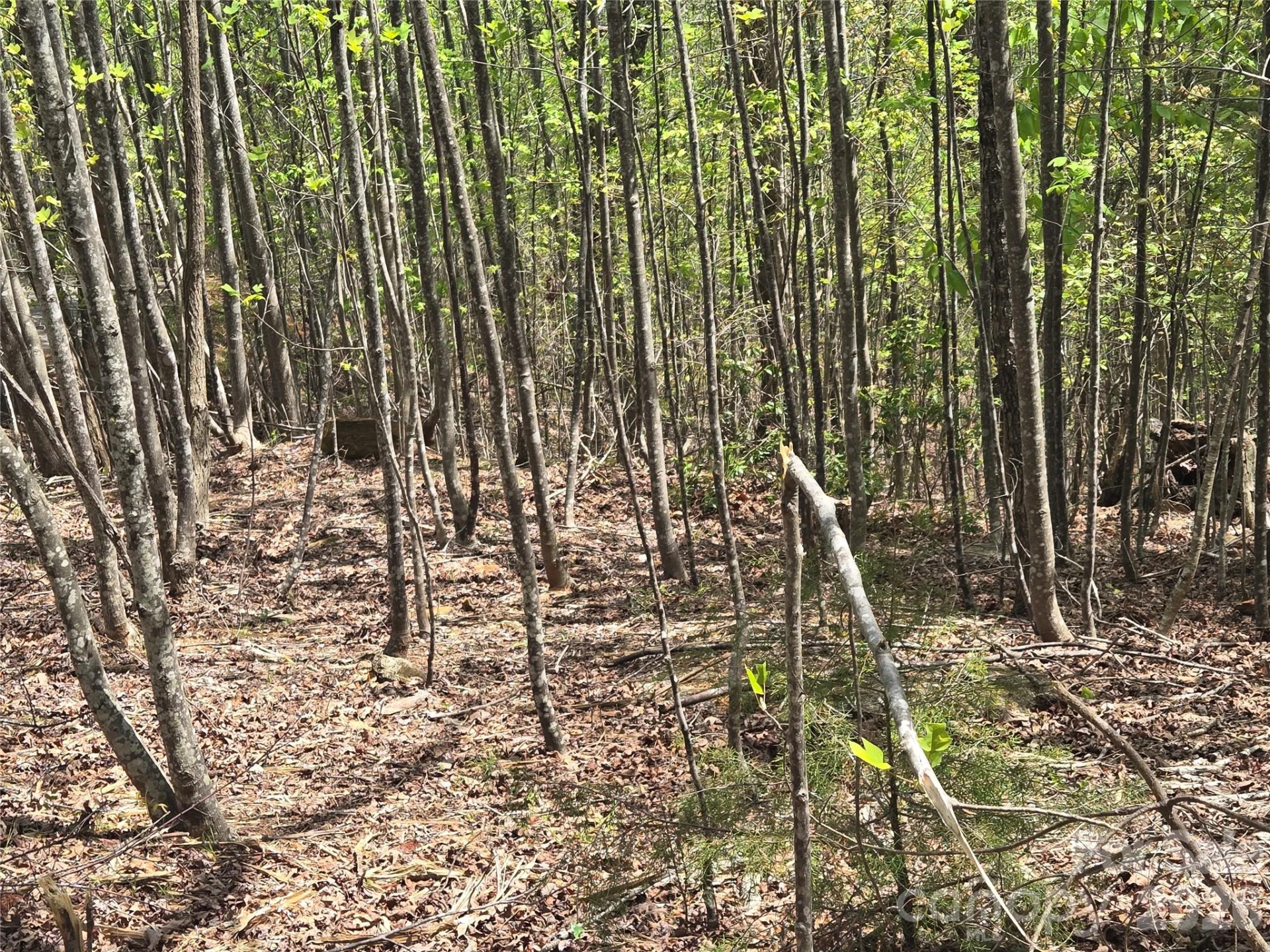 Lot 20 Touch Me Not Trail - Photo 10