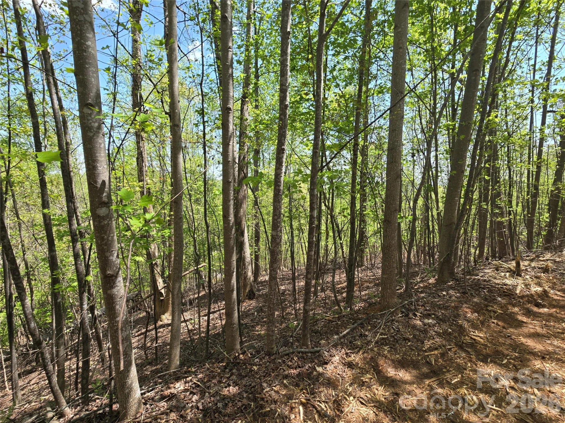 Lot 24 High Rock Ridge - Photo 5