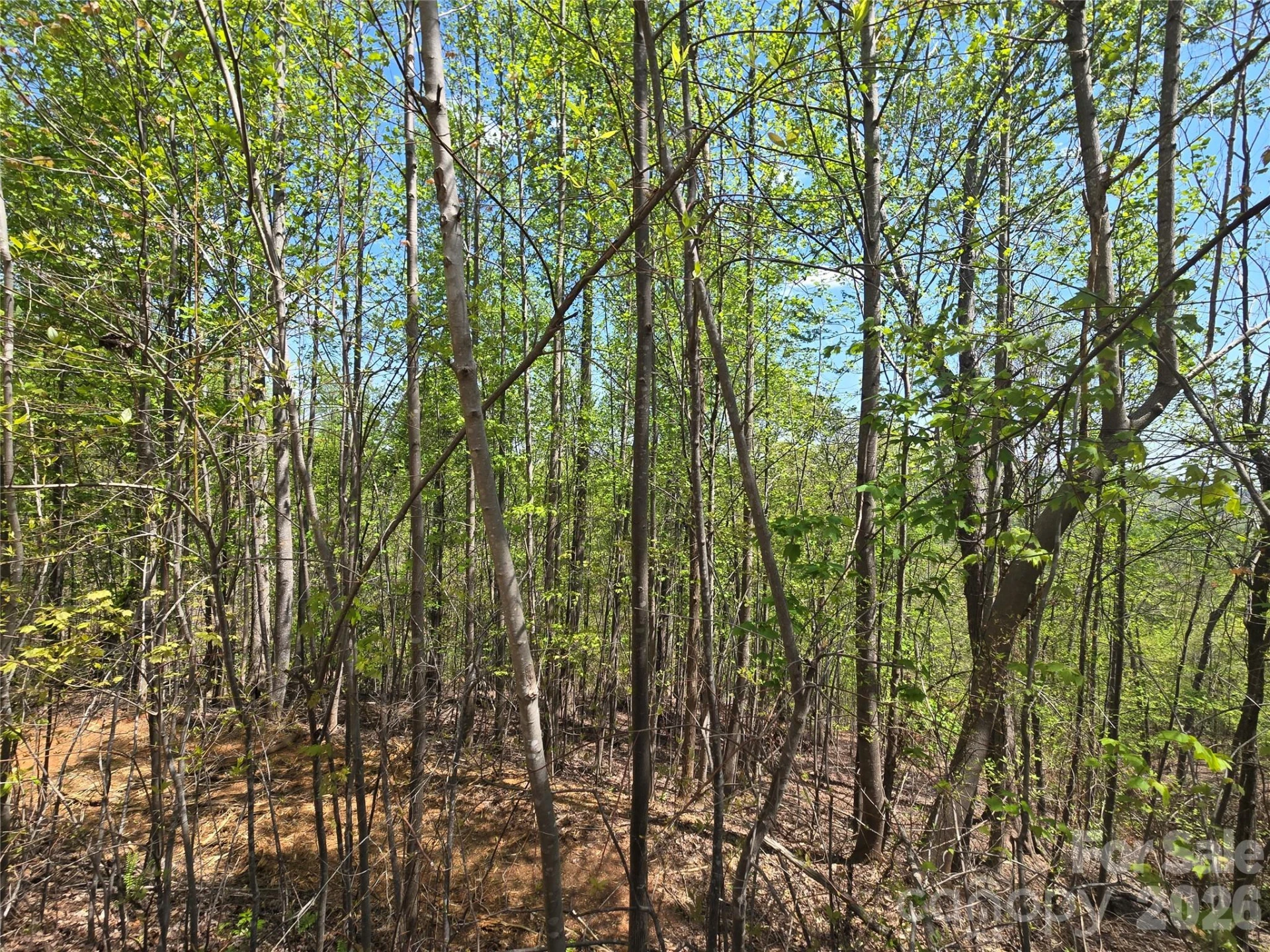 Lot 24 High Rock Ridge - Photo 8