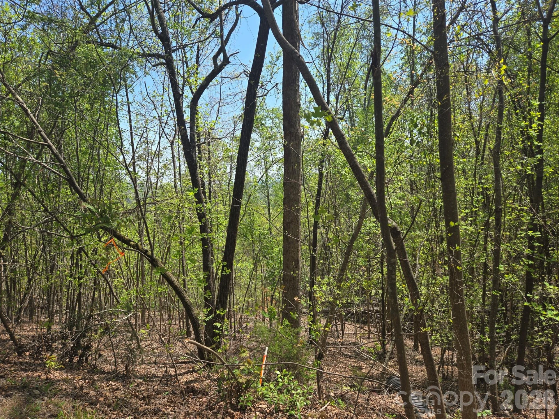Lot 25 High Rock Ridge - Photo 6