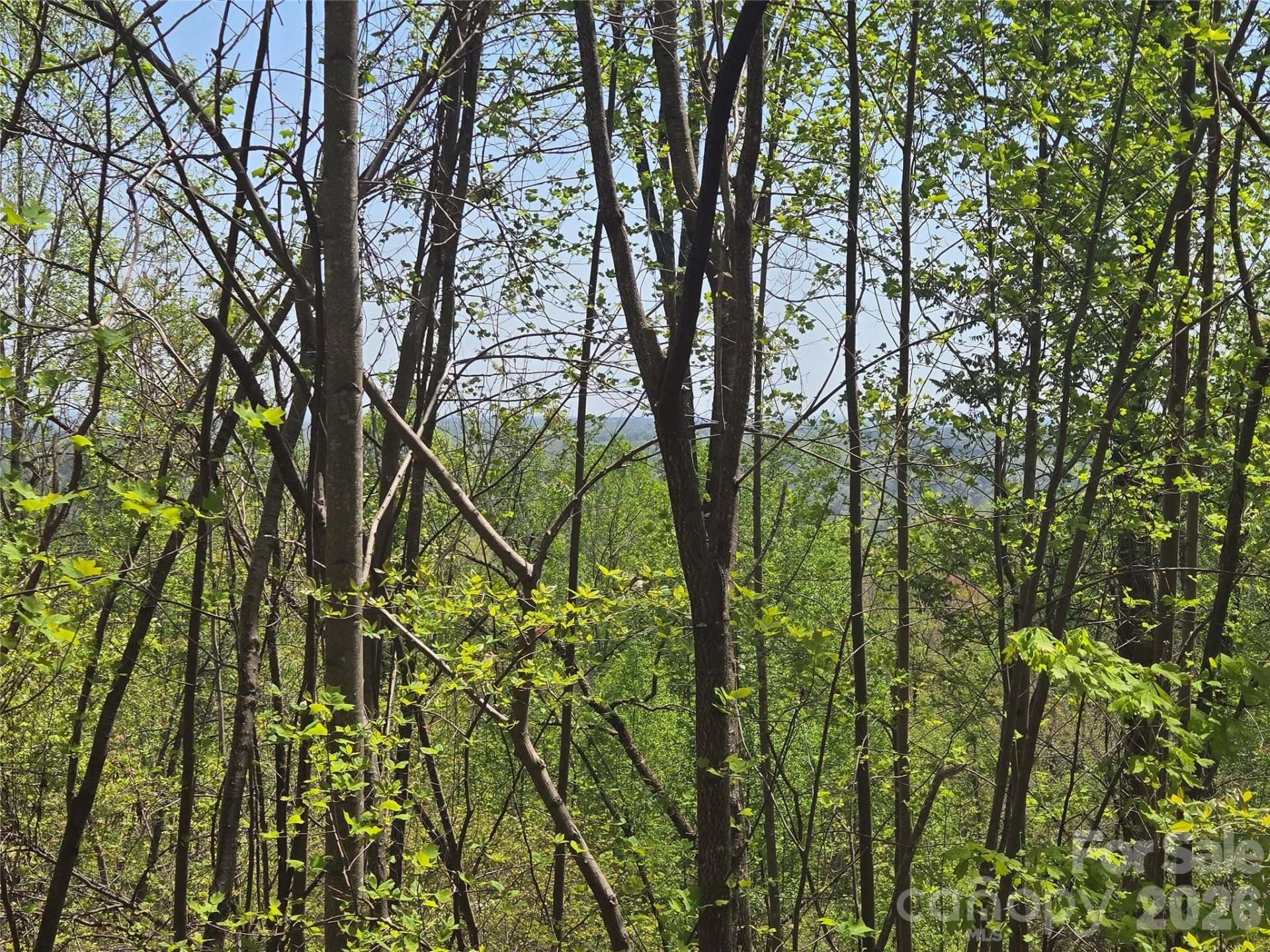 Lot 25 High Rock Ridge - Photo 12