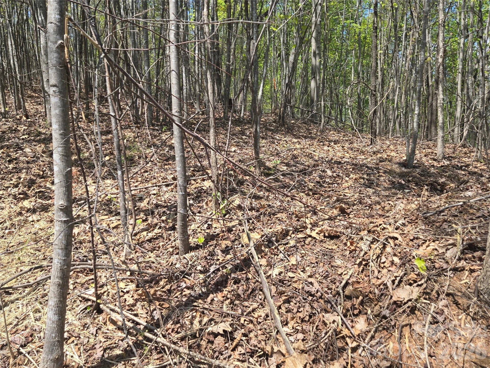 Lot 32 High Rock Ridge - Photo 12