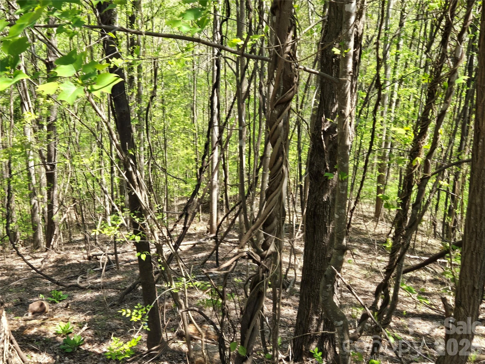Lot 33 Turkey Fall Lane - Photo 3