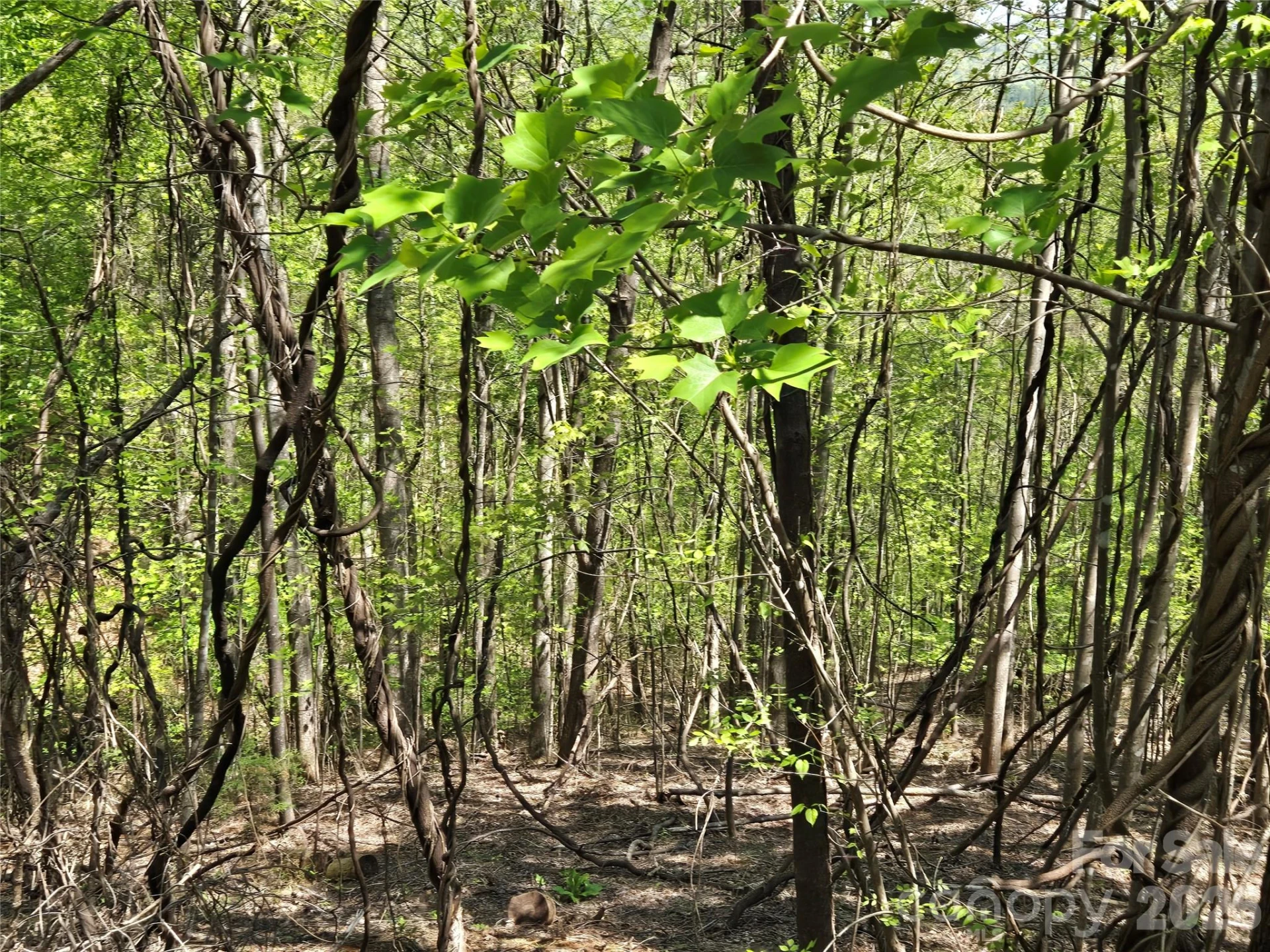 Lot 33 Turkey Fall Lane - Photo 5