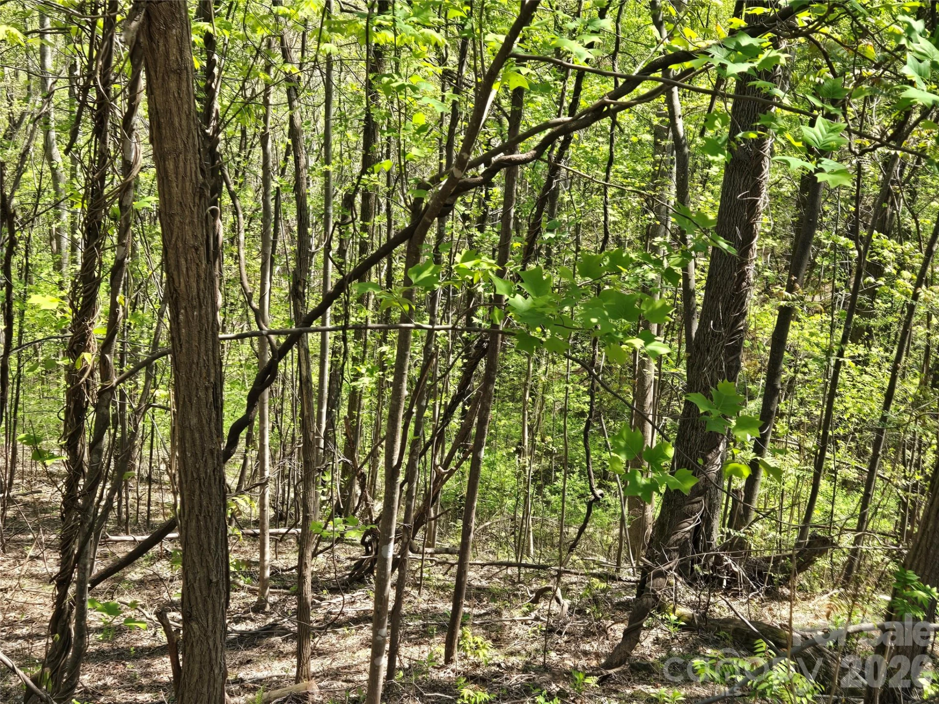 Lot 33 Turkey Fall Lane - Photo 6