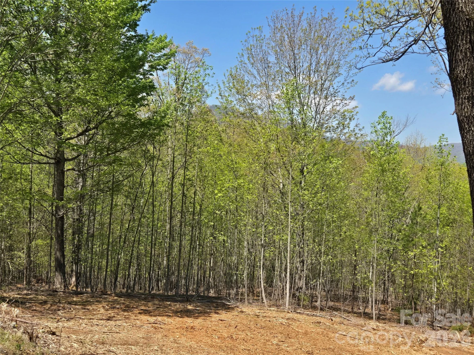 Lot 34 High Rock Ridge - Photo 4