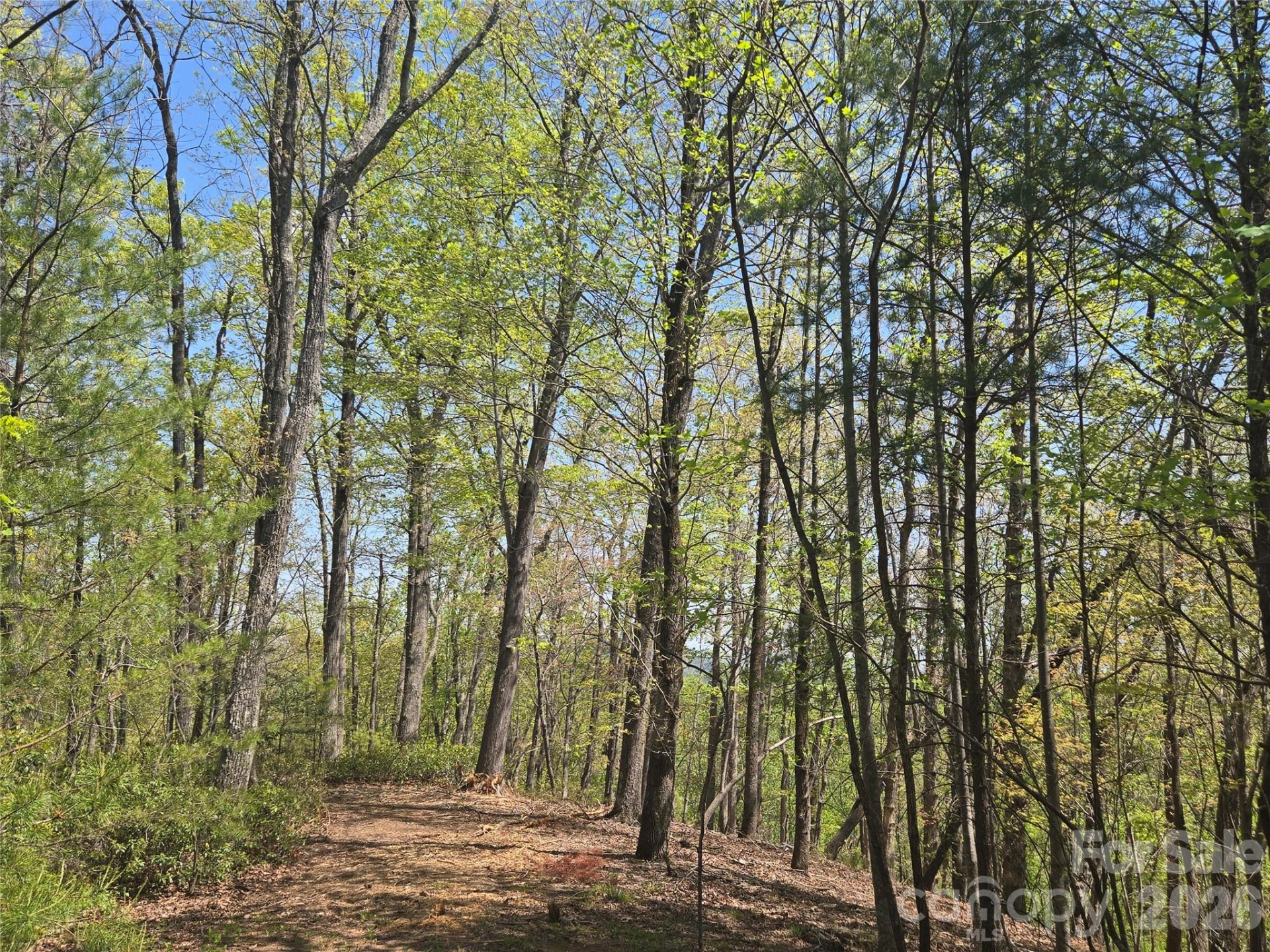 Lot 36 Turkey Fall Lane - Photo 3