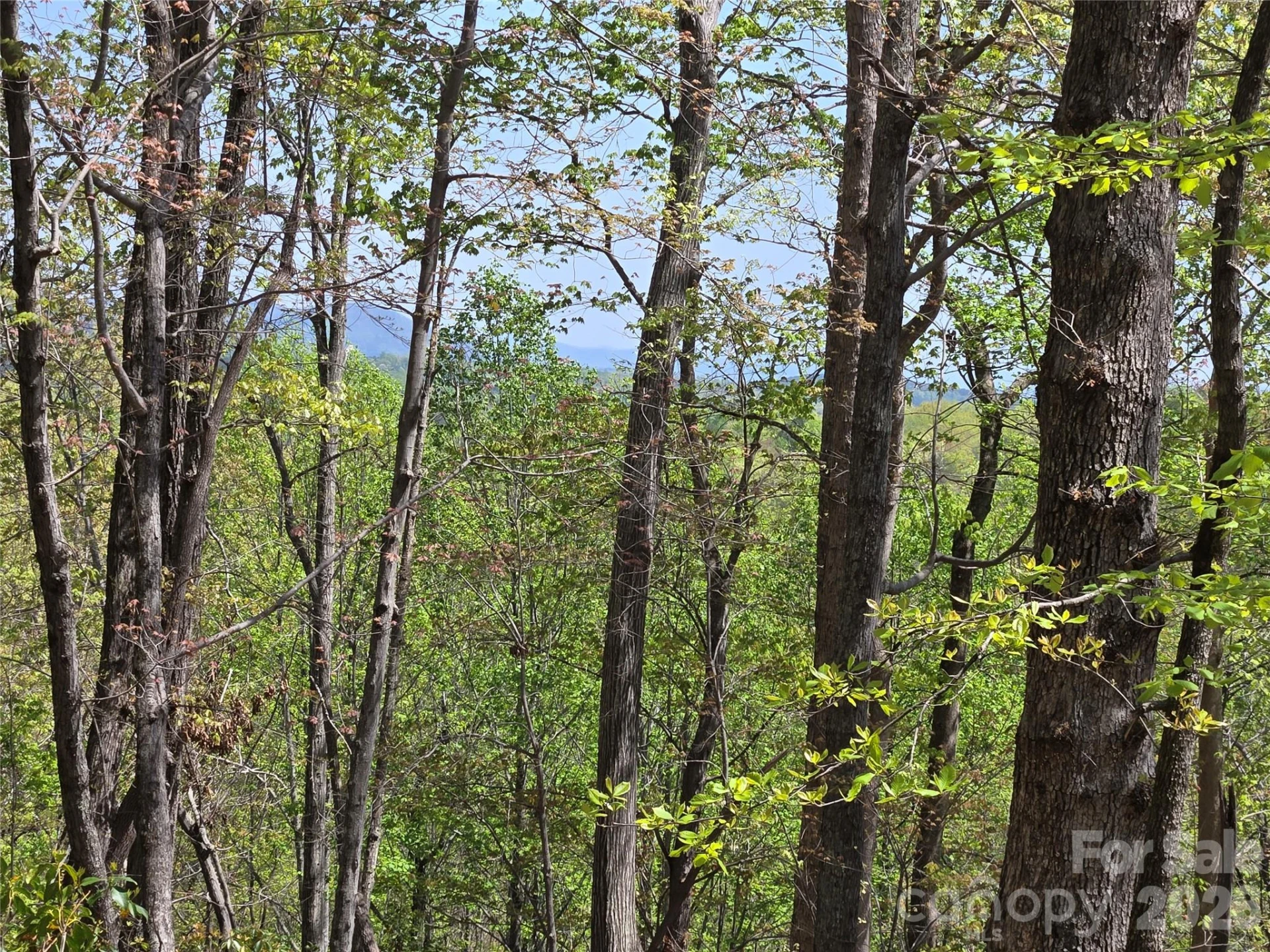 Lot 36 Turkey Fall Lane - Photo 8