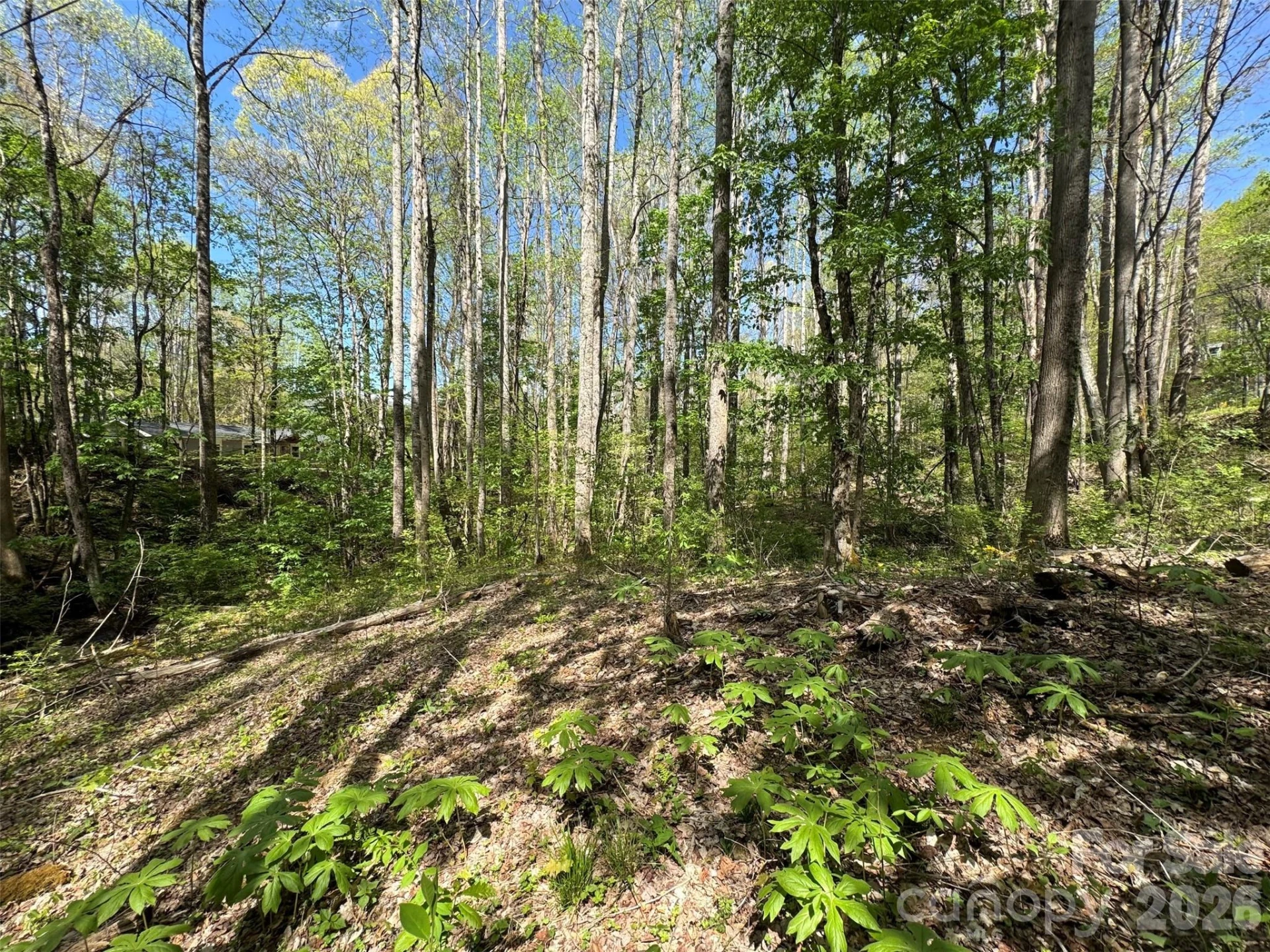 TBD (B) Browning Branch Road - Photo 6