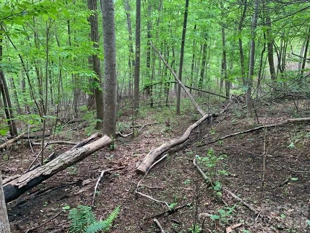 42.16 ACS GREEN RIVER COVE Road #42.162 AC. - Photo 13