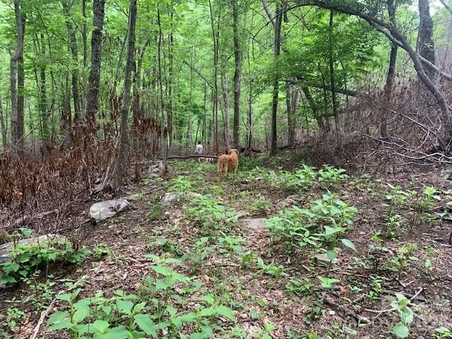 42.16 ACS GREEN RIVER COVE Road #42.162 AC. - Photo 15