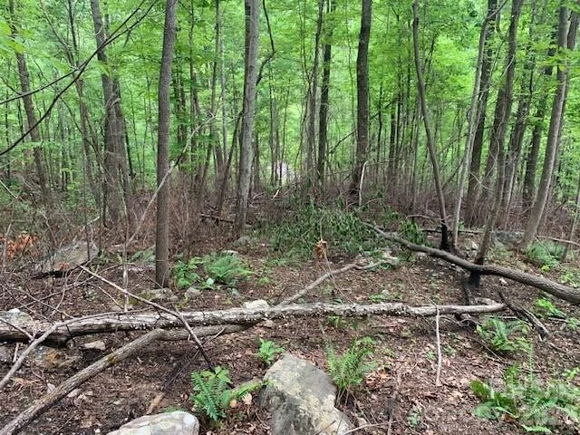 42.16 ACS GREEN RIVER COVE Road #42.162 AC. - Photo 17