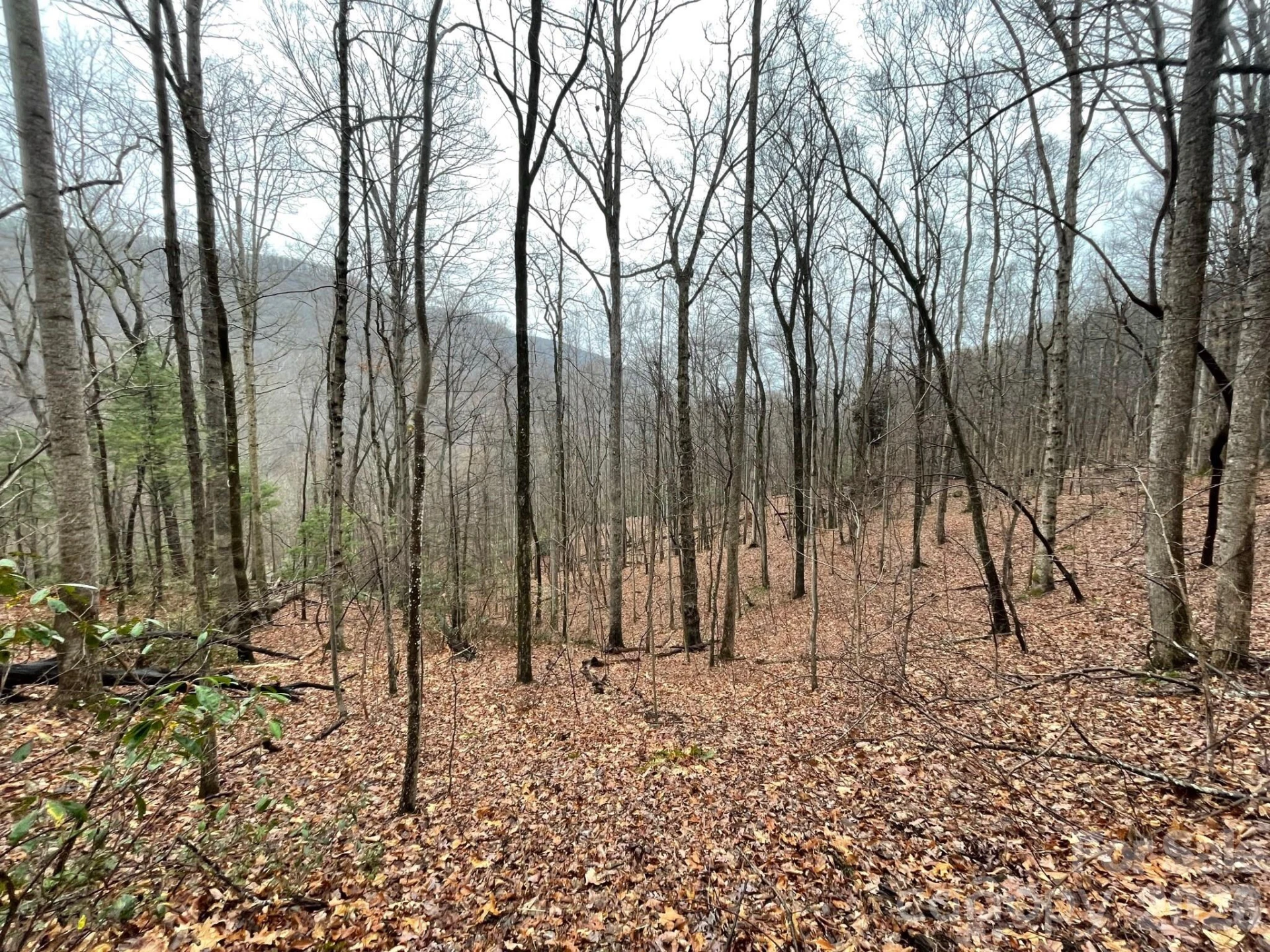 42.16 ACS GREEN RIVER COVE Road #42.162 AC. - Photo 20