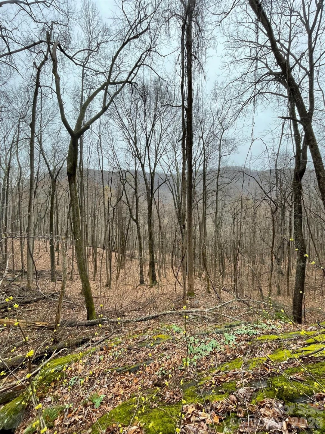 42.16 ACS GREEN RIVER COVE Road #42.162 AC. - Photo 24