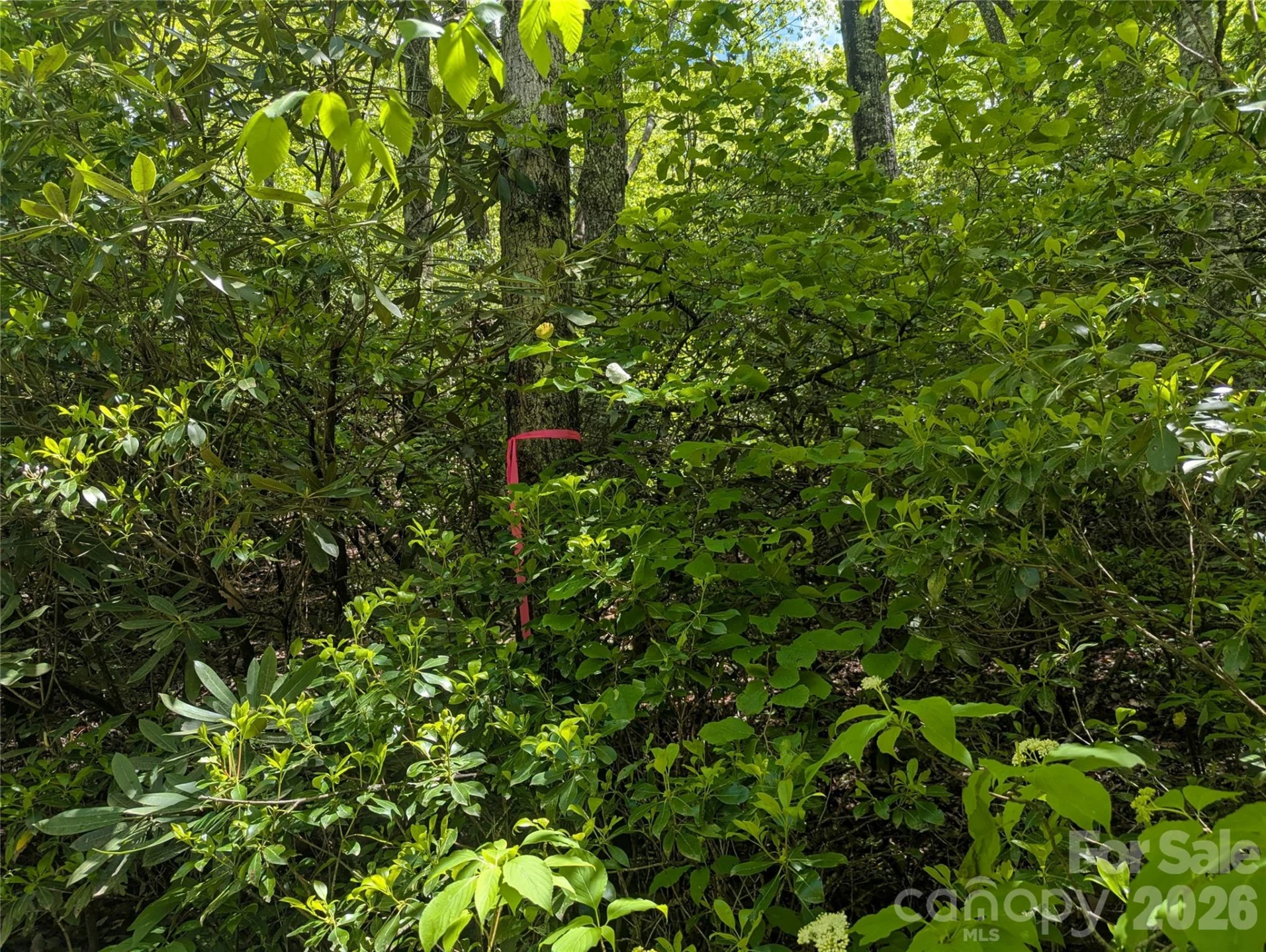 99999 Prospectors Trail - Photo 2