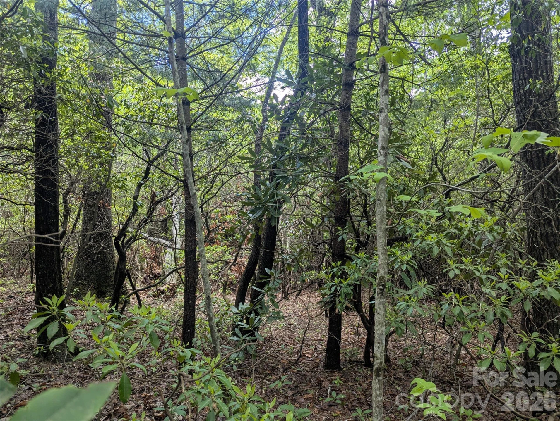 99999 Prospectors Trail - Photo 3