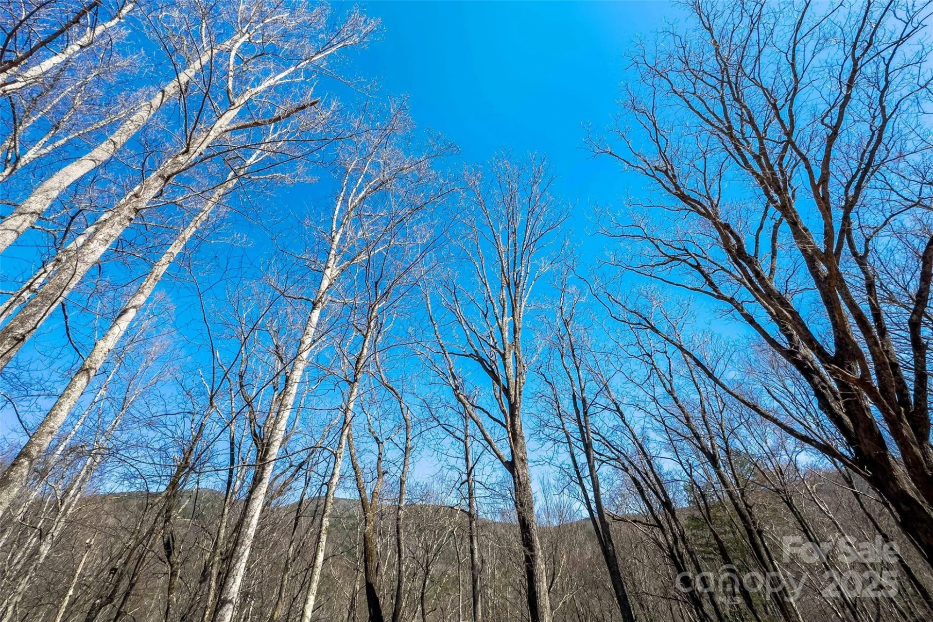 Lot# 158 Hunnicut Mountain Road - Photo 12