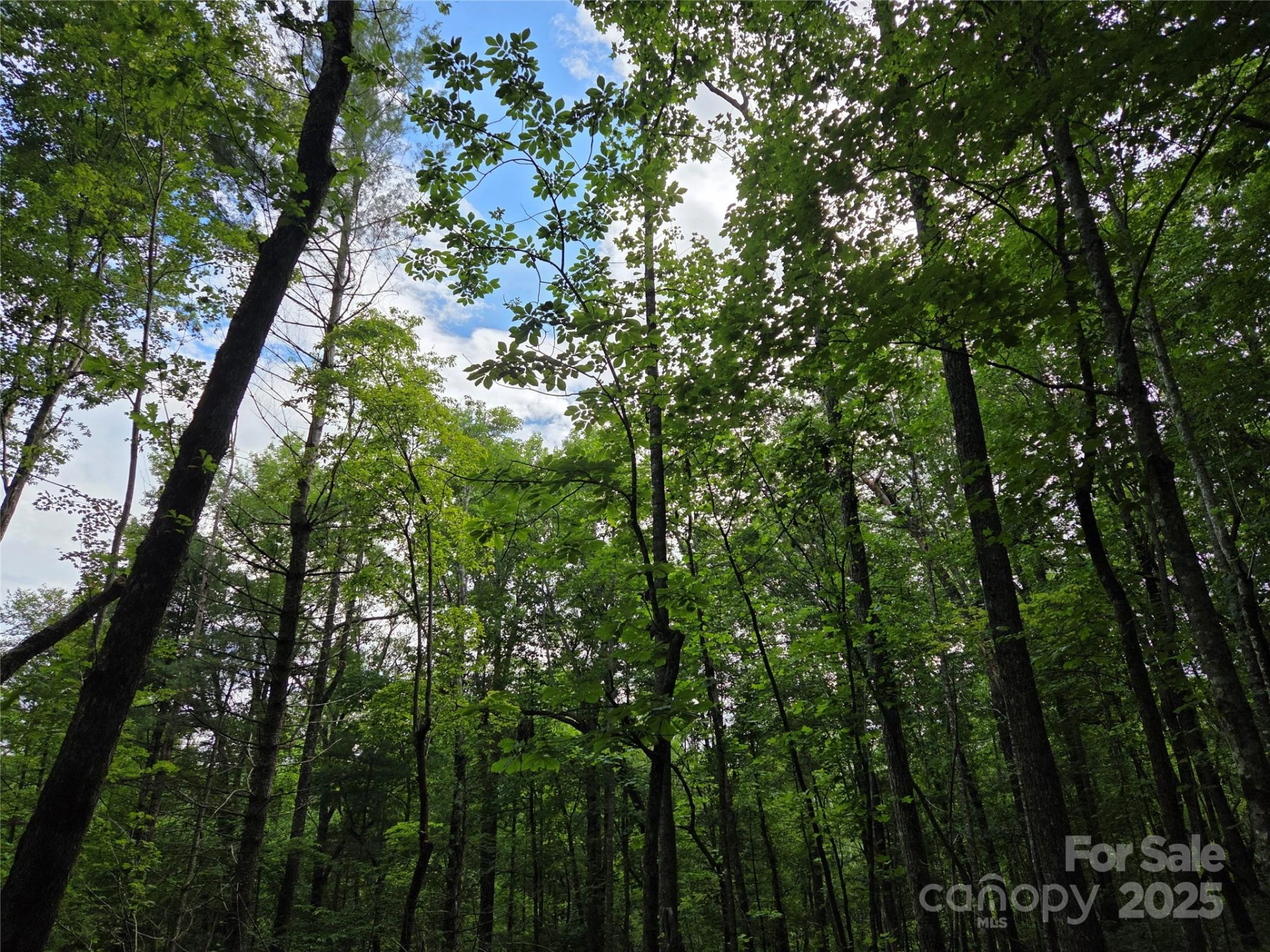 TBD Cedar Lane