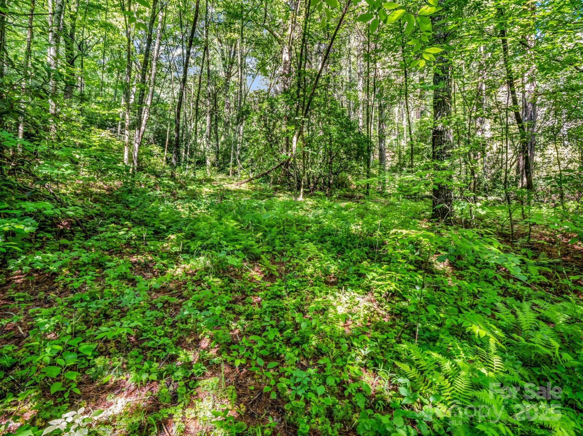 TBD Climbing Road - Photo 5