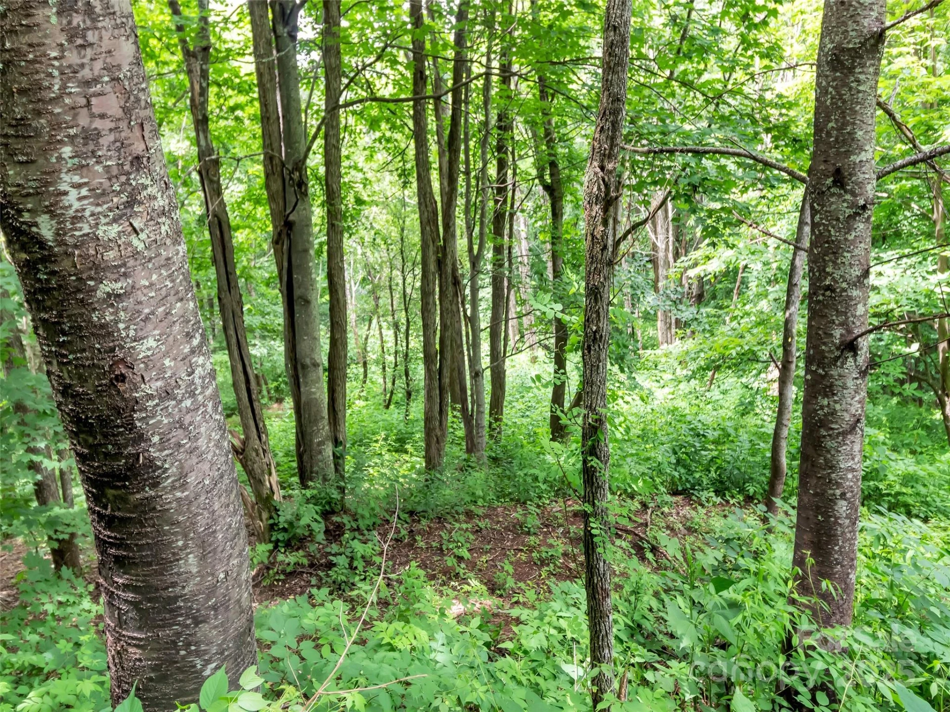 32 Sallywood Trail - Photo 4