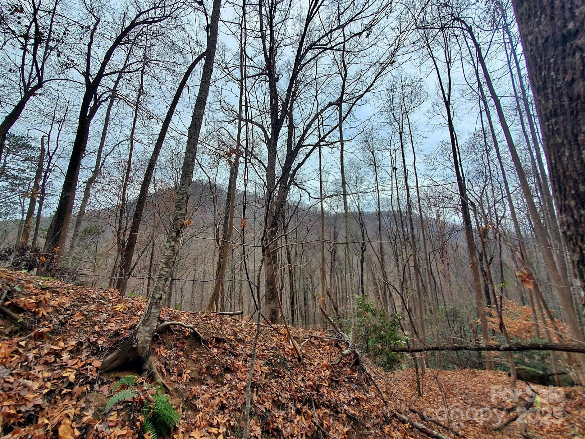 * Green River Cove Road - Photo 23