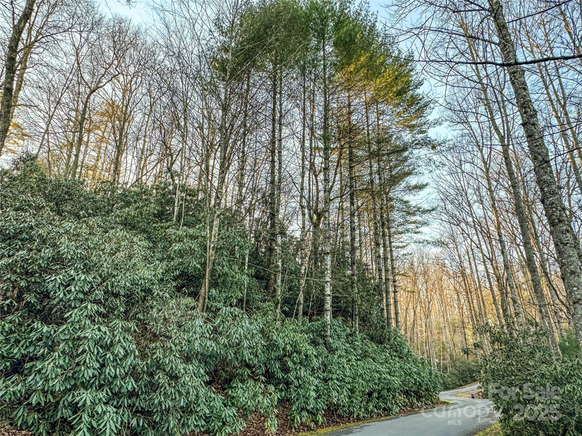 D17 Caroline Lane
