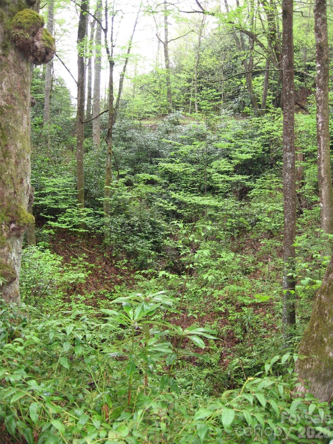 313 Line Runner Ridge Road - Photo 12