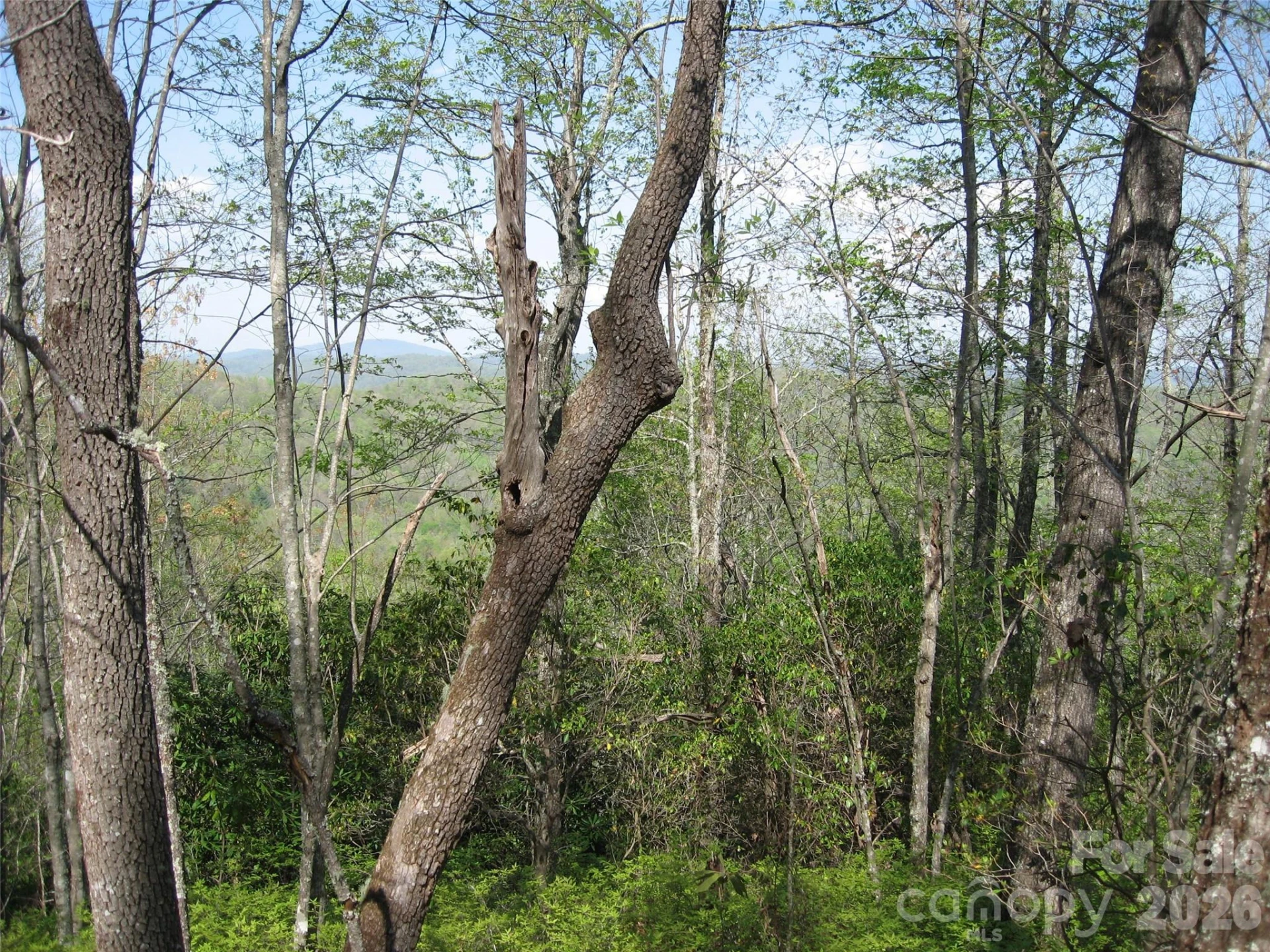 313 Line Runner Ridge Road - Photo 6