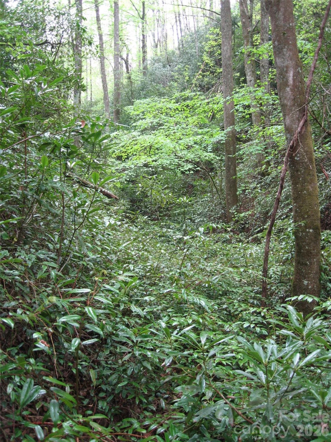 313 Line Runner Ridge Road - Photo 9
