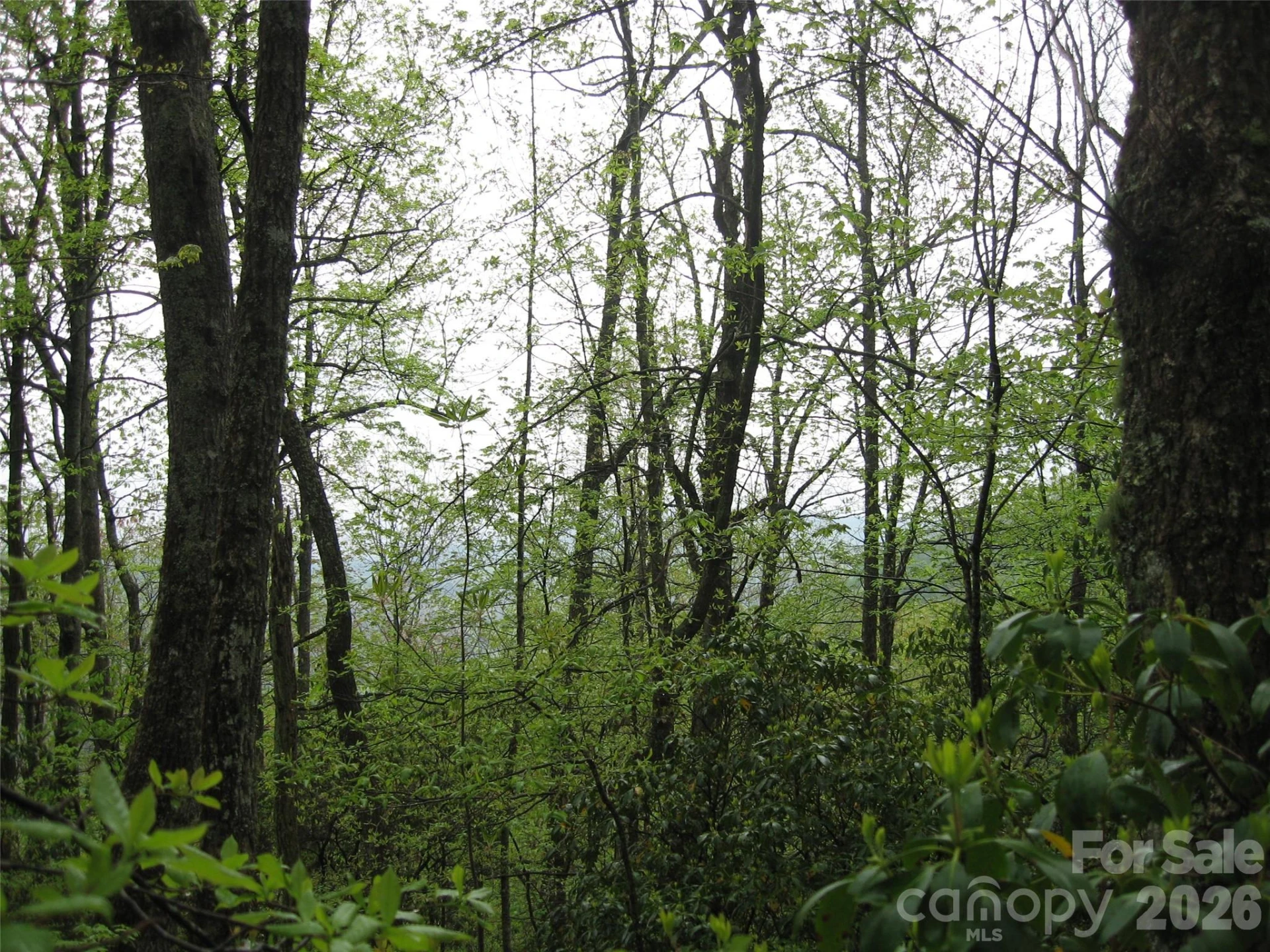 313 Line Runner Ridge Road - Photo 10