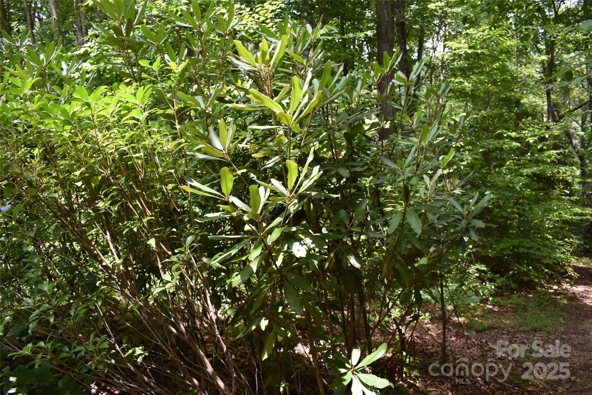 50 Firefly Springs Lane - Photo 31