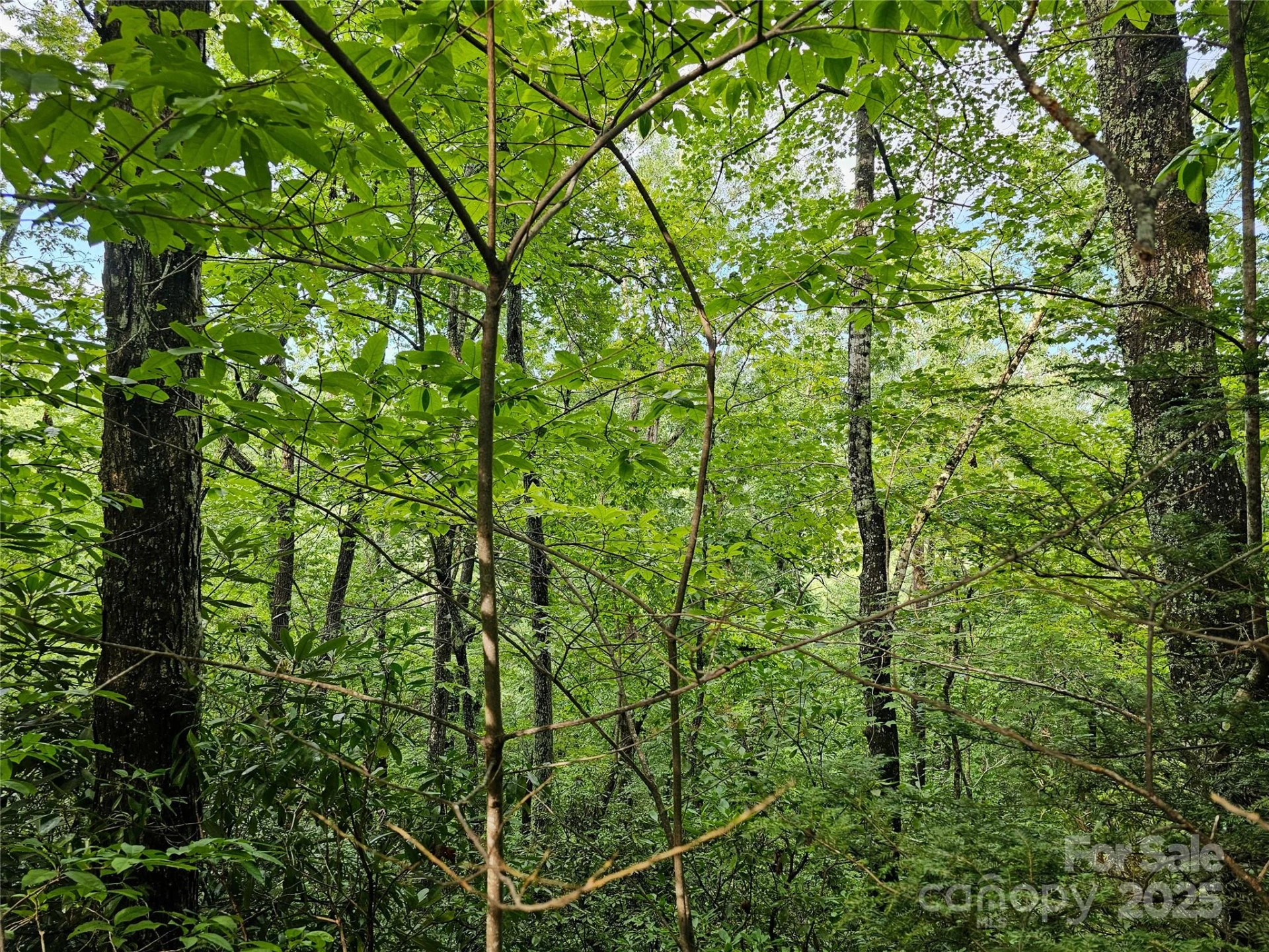 TBD Rumbling Bald Road #15 - Photo 17