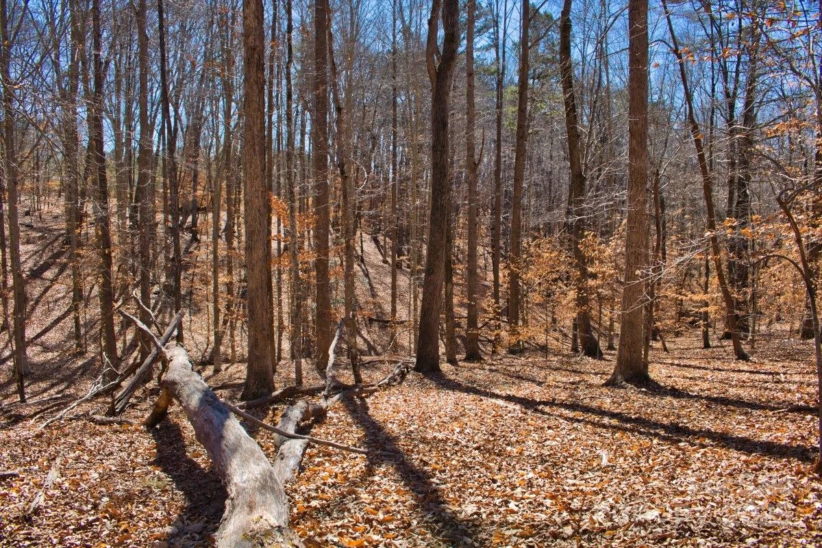 0 Cinnamon Ridge #404 - Photo 4