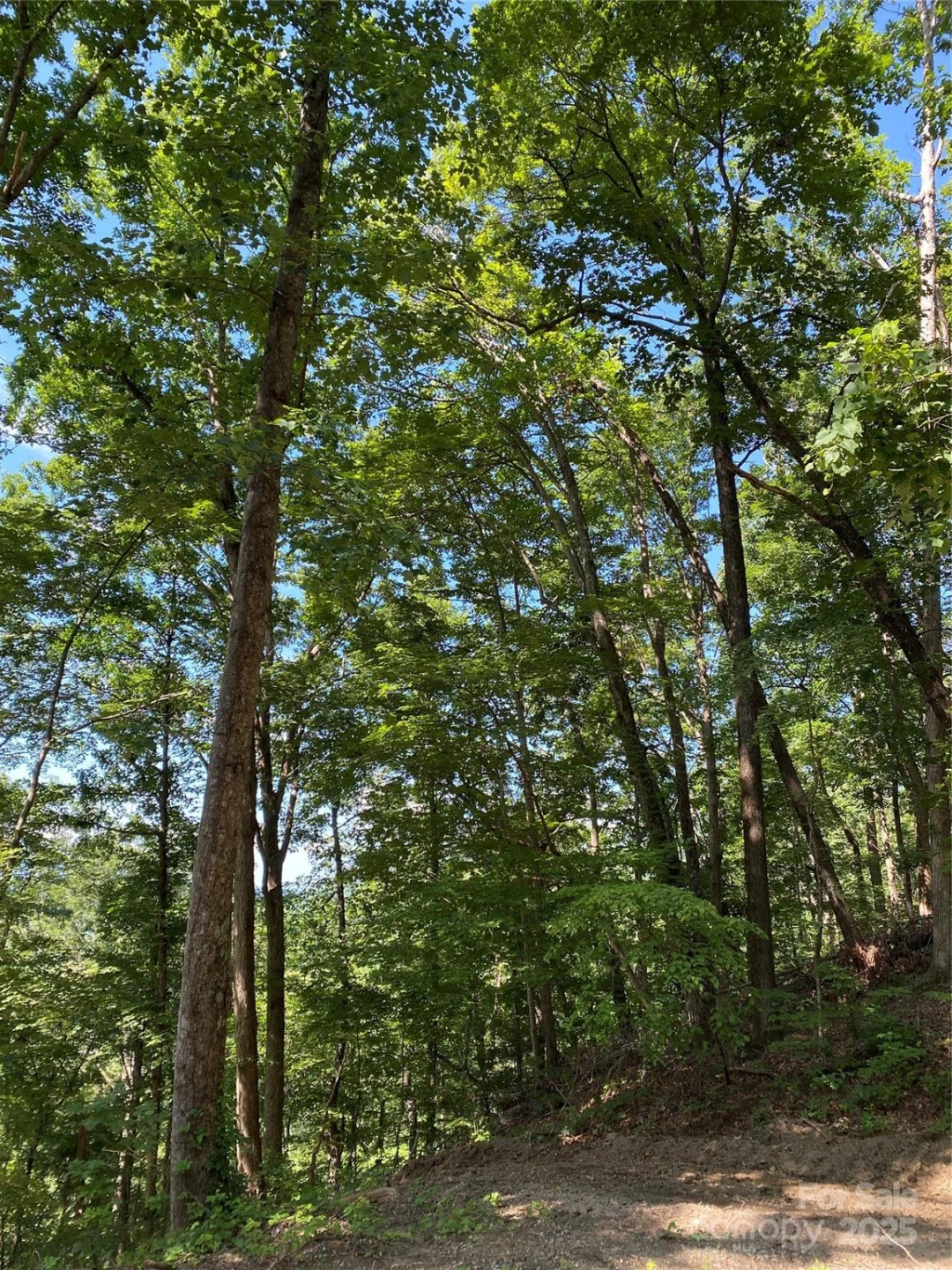 0 Winesap Boulevard #81 - Photo 4