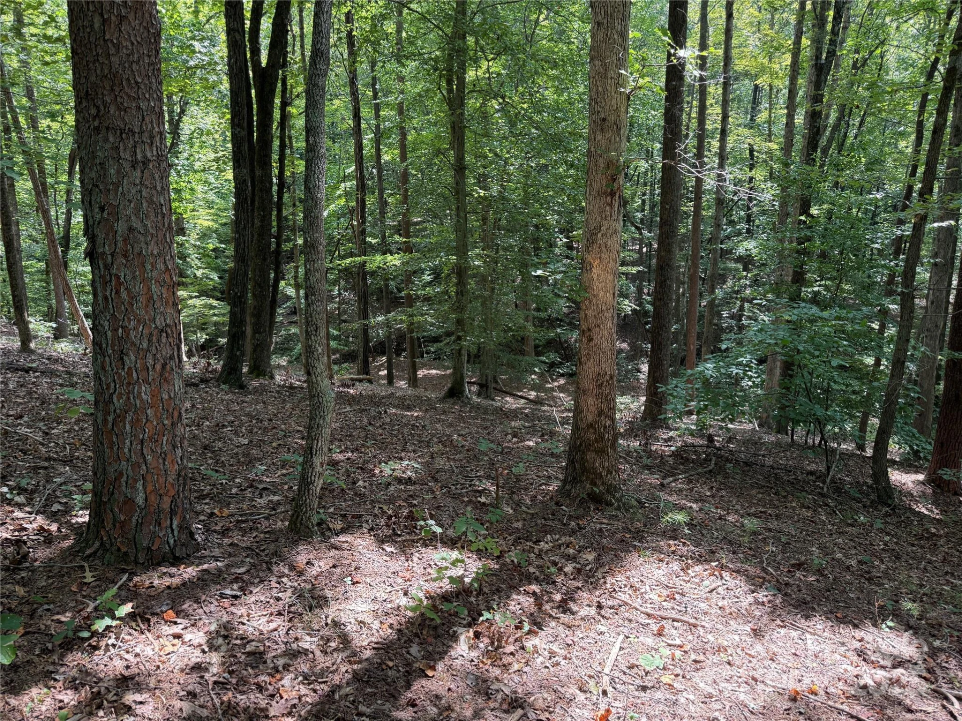 0 Mountain Brook Trail #298